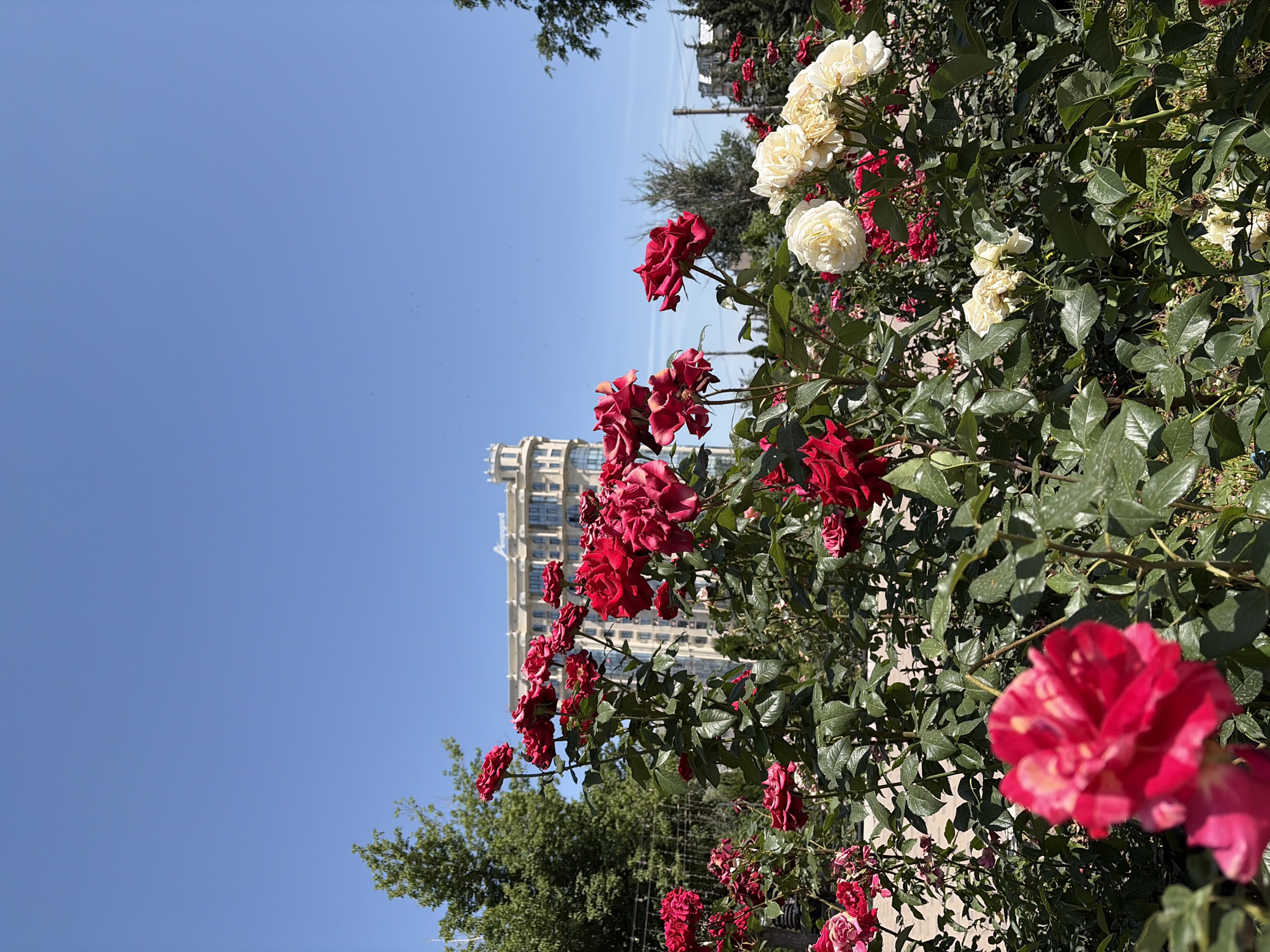 A close-up, low-angle outdoor shot features a bed of vibrant red and white roses in the foreground, with lush green foliage. In the mid-ground, a light-colored, multi-story building with an ornate architectural style stands under a clear blue sky. Trees are visible on either side of the building and in the background. The scene appears to be a public park or garden on a sunny day.
