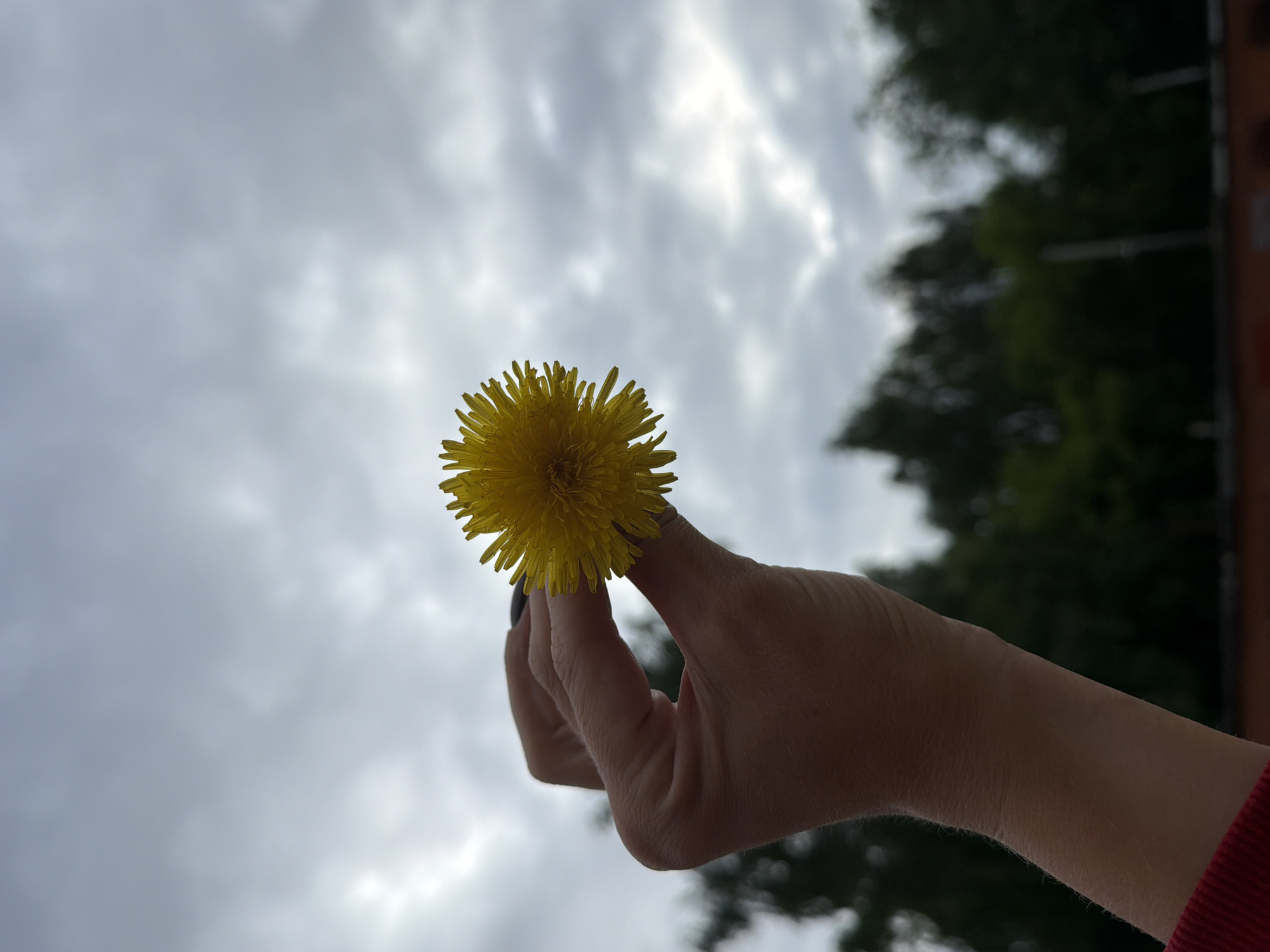 A person's hand holds a single yellow dandelion against a cloudy sky, with dark green trees blurred in the background. The hand is positioned in the center left of the frame, with the dandelion in focus to its right. The sky is overcast and grey, with some lighter patches indicating clouds. The trees form a dark, soft blur below the sky. The scene appears to be outdoors, possibly in a park or natural area within Votkinsk, Russia.