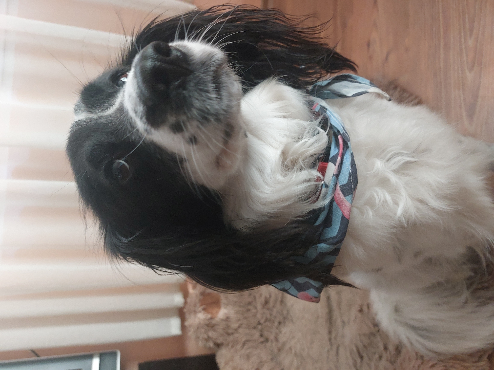 A black and white dog with a blue patterned bandana is the main subject. The dog appears to be indoors, based on the interior details such as the flooring, blinds and a computer. The location of the city of Tsarevo, Bulgaria is not discernible from the visible details of the image.