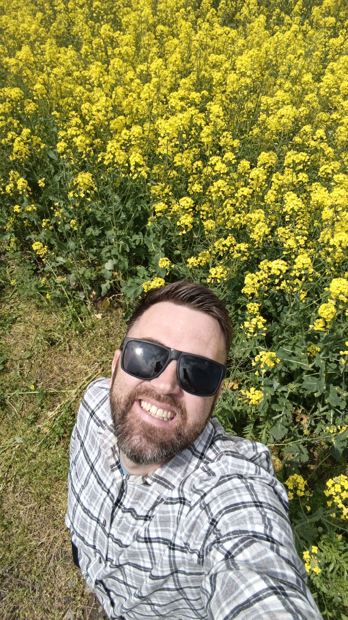 A man with a beard and sunglasses is smiling and taking a selfie in a field of yellow flowers. He is wearing a plaid shirt. The background is filled with the blooming yellow flowers. The location is Krasny Kurgan, Russia.