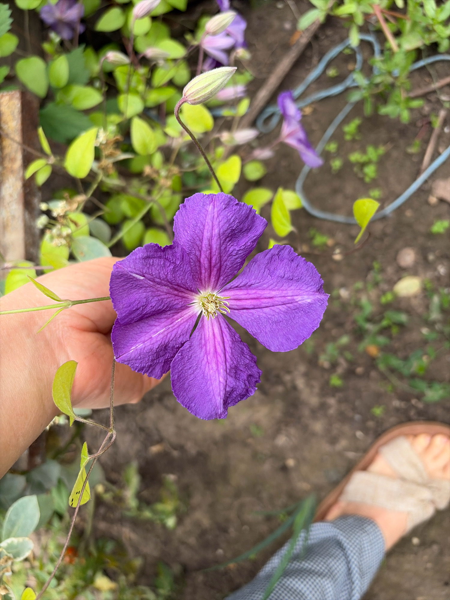 A person's hand is gently holding a vibrant purple Clematis flower. The flower has five petals with delicate veining and a light yellow center. Several green leaves and a closed bud are visible around the bloom. In the background, a blurry garden scene unfolds with more greenery, brown soil, and a blue string. A portion of a person's foot wearing a sandal and patterned pants is also visible in the lower right corner. The image appears to be taken outdoors, likely in a garden setting. Without additional context, the specific location within Oxentea, Moldova cannot be determined.