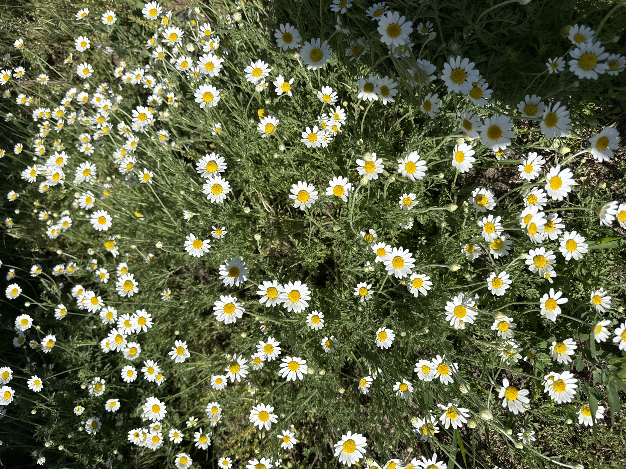A close-up, overhead shot captures a dense field of blooming daisies in Korobivka, Ukraine. The flowers, characterized by their white petals and yellow centers, are scattered across a backdrop of green foliage. The sunlight casts shadows, creating a play of light and dark across the scene, highlighting the textures of the petals and leaves. No people or animals are visible.