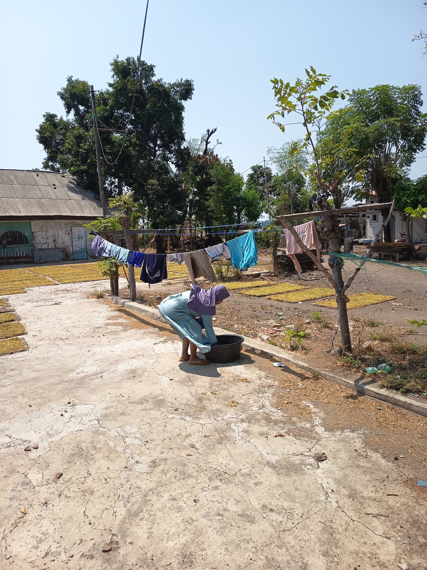 The image depicts a rural scene in Krampilan, Indonesia, under a clear sky. A woman wearing a purple headscarf and a light blue dress is bending over a black basin in front of a clothesline. Several articles of clothing, including shirts and pants in various shades of blue, grey, and pink, are hanging on the clothesline. In the background, a corrugated metal roof structure is visible, along with several areas covered with what appears to be dried yellow crops spread on mats. Trees, some with dense foliage, are scattered throughout the scene, and a rustic wooden pole supports the clothesline. The ground is a mixture of concrete and dry earth, with some scattered debris. The overall impression is one of a traditional, outdoor domestic setting focused on drying laundry and crops.