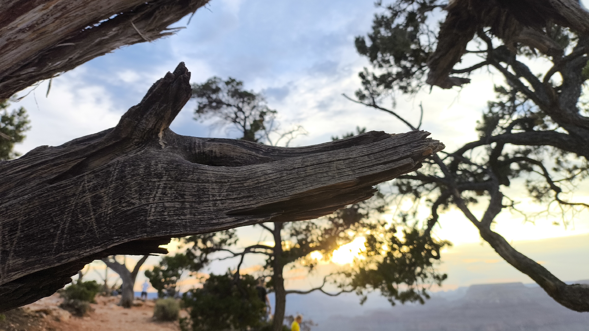 The image depicts a close-up view of a weathered, gnarled tree branch in the foreground, with its textured bark and rough edges prominent. The branch extends horizontally across the frame, framing a view of the Grand Canyon in the background. The sky above is partly cloudy, with a soft, warm light indicating either sunrise or sunset, casting a glow on the distant canyon walls. Several trees, including some with dark, twisted branches, are scattered throughout the scene, some appearing more in focus than others. The ground in the middle ground is covered with reddish-brown earth and sparse vegetation. A few blurred figures are visible in the distance, standing near the edge of the canyon, their presence suggesting a scenic overlook in Grand Canyon Village, United States. One figure is wearing a yellow shirt, and another appears to be wearing dark clothing. The overall impression is one of a natural landscape at a serene time of day.