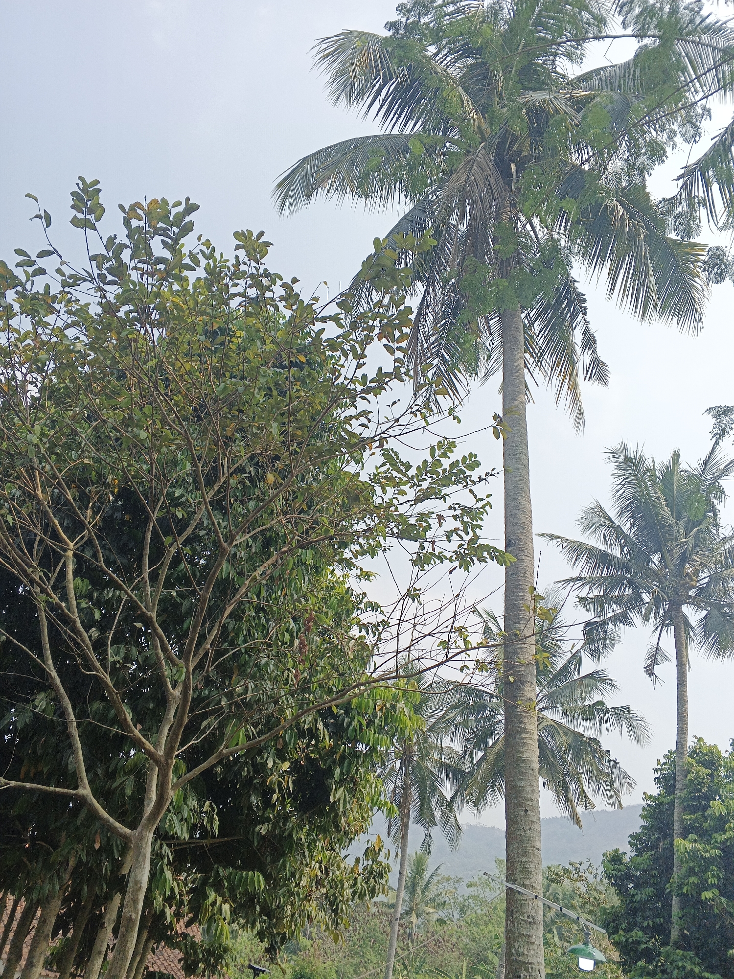 The image depicts a tropical landscape with several tall coconut trees dominating the scene. The sky is overcast, suggesting a cloudy day. In the foreground, a tree with lighter bark and sparser foliage is visible on the left, with its branches reaching upwards. Behind it, a dense mass of darker green foliage forms a backdrop. The coconut trees have rough, textured trunks and distinctive fronds that fan out at the top. In the distance, rolling hills are shrouded in mist, indicating a mountainous or elevated terrain. The presence of coconut trees suggests a warm climate, consistent with Sukabumi, Indonesia, which is known for its lush vegetation and hilly topography. There are no people or animals visible in the image, nor any specific man-made structures other than a street lamp with a green shade and a glowing bulb at the bottom of the rightmost coconut tree. The scene is natural and serene, with the focus on the interplay of light and shadow on the vegetation under the diffused light of an overcast sky.