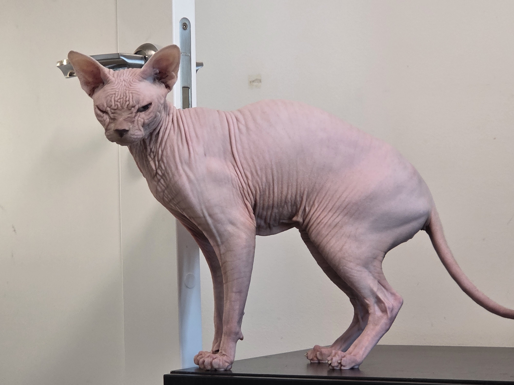 A pink Sphynx cat stands on a black surface in front of a light-colored wall. The cat is facing to the left with its head turned towards the camera, exhibiting a stern or grumpy expression. Its skin is wrinkled, particularly on its head and body. The cat's large ears are prominent, and its tail curves out of view to the right. Behind the cat, a white doorframe and a silver doorknob are visible. The lighting suggests an indoor setting. There is no visible text in the image.
