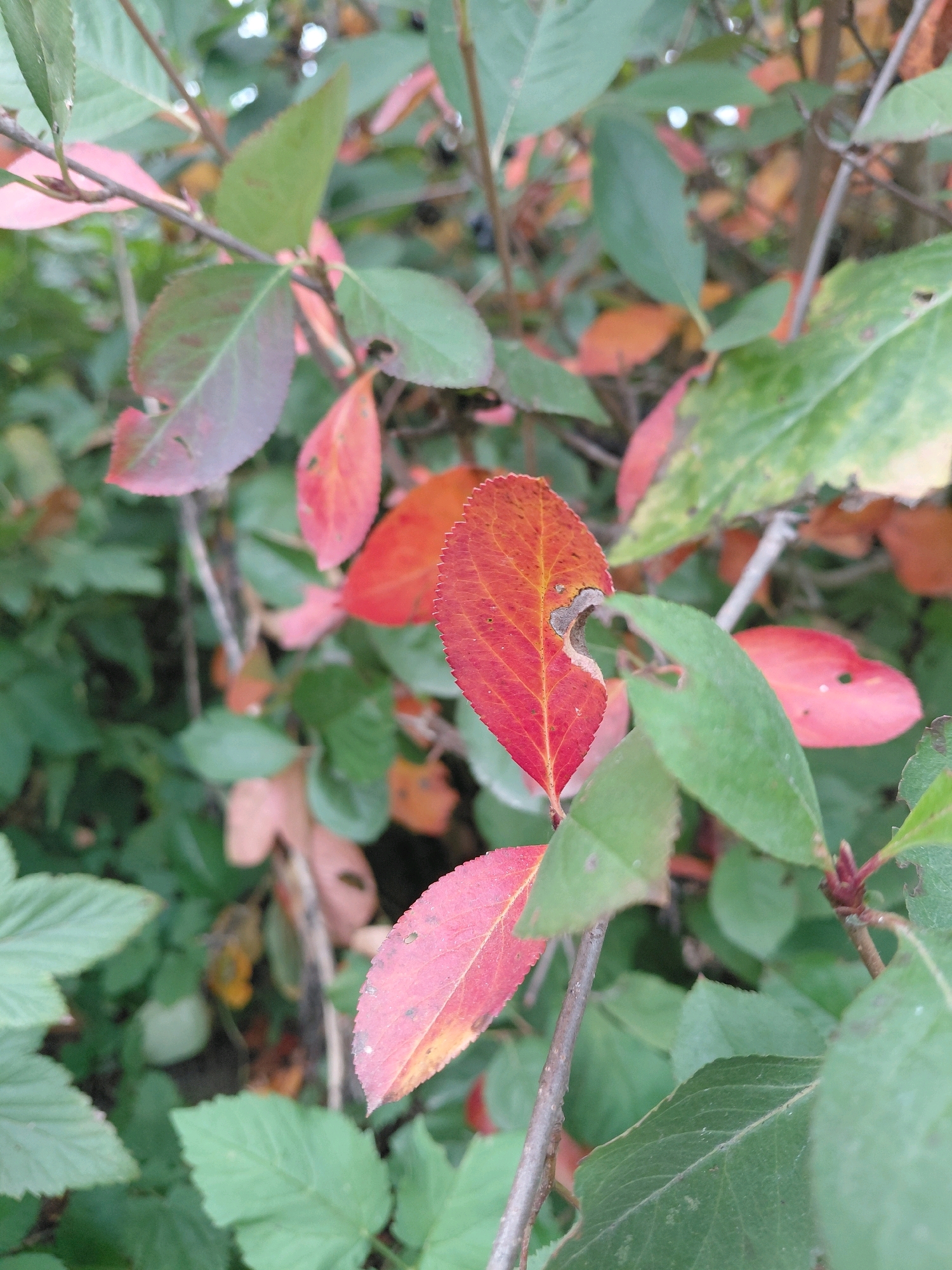 A close-up, eye-level shot captures a branch of a plant with leaves displaying autumnal colors, ranging from vibrant red to deep green, with some leaves showing signs of browning or damage. The branch is positioned diagonally from the top left to the bottom right of the frame. The background consists of a blur of more leaves and branches, suggesting an outdoor environment in a natural setting. The scene is devoid of any human presence or activity. The overall impression is one of nature's transition into autumn.