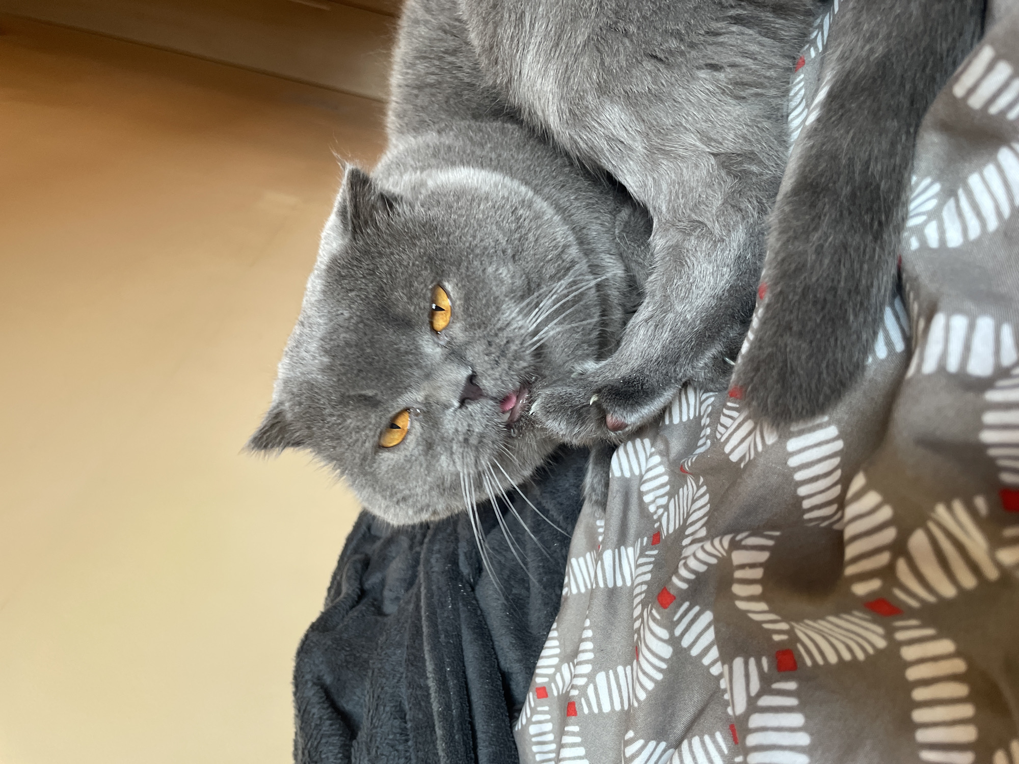 A grey British Shorthair cat with orange eyes is lying on a bed. The cat is grooming its paw, with its tongue out. The bed is covered with a grey and white patterned sheet, and a black blanket is visible in the background. The wall behind the bed is a light tan color.