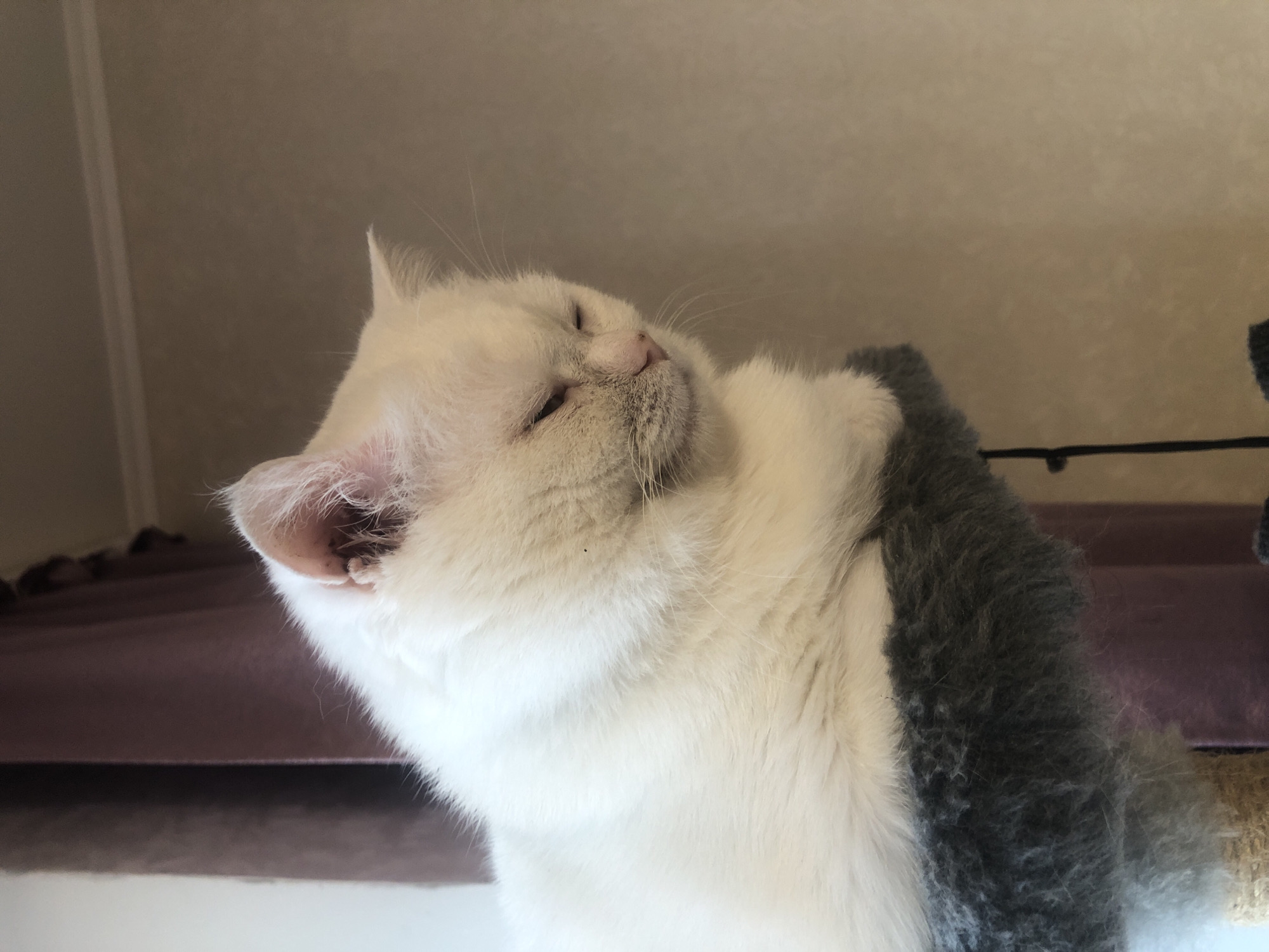 An indoor, medium shot depicts a fluffy, white cat with pink ears resting on a textured grey perch. The cat faces to the right with its eyes partially closed, suggesting sleepiness or contentment. Its white fur is long and soft, with a few dark specks visible on its body. The background is softly blurred, showing a portion of a dark purple curtain to the left and a light brown, textured wall to the right. The lighting is soft and natural, coming from the left.
