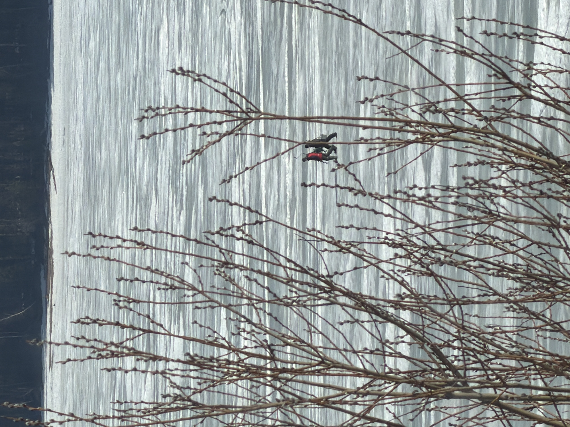 The image shows a drone perched on a tree branch in front of a textured, light-colored wall. The wall has vertical lines giving the impression of a water cascade. The tree is in the right-hand half of the image, with numerous bare branches. The drone is black and red and is centrally located in the upper-middle portion of the scene. The location is Chaikovsky, Russia.