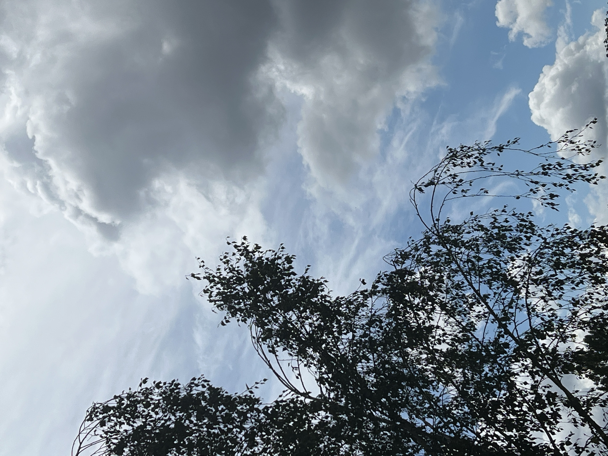 A low-angle, outdoor photograph captures the sky above Warsaw, Poland, on a cloudy day. The upper right portion of the frame is dominated by large, dark gray storm clouds, while lighter, wispy clouds are scattered across a bright blue sky. In the foreground, silhouetted against the sky, are the dark branches and leaves of a tree, possibly a weeping birch, which hang in the frame from the left side, obscuring part of the sky. The overall impression is one of a dramatic sky with a hint of an approaching storm.
