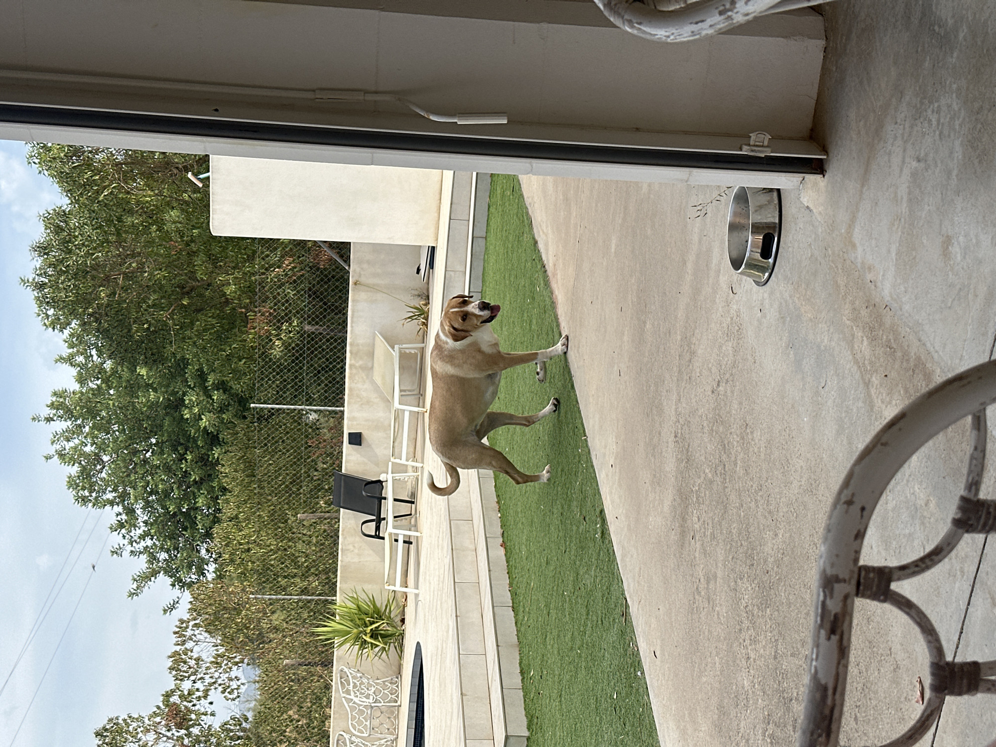 The image shows a dog walking on a concrete patio in front of a pool area with artificial turf. The dog is light brown and white with a long tail. Behind the dog, there is a swimming pool with white tiled steps leading up to a concrete patio. The patio has several white lounge chairs and a black chair. Beyond the patio, there is a fence and lush green trees. The scene appears to be a backyard or courtyard in a residential area. The location is the city of Santa Maria del Camí, Spain.
