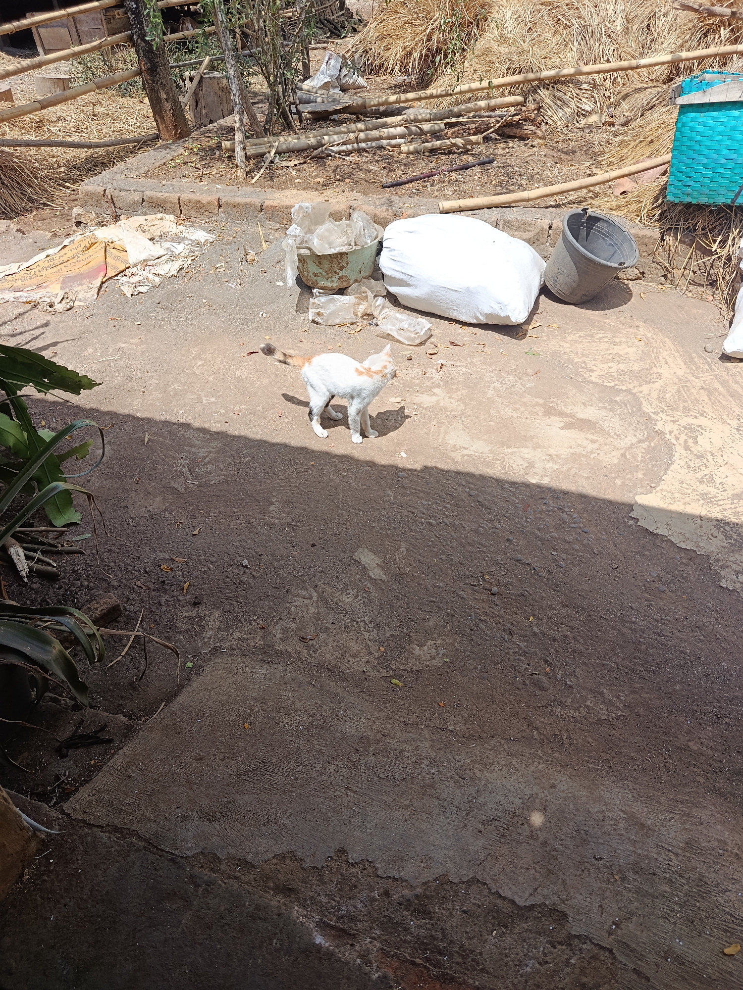 The image depicts an outdoor scene in what appears to be a semi-rural or back-alley environment in Karangmojo, Indonesia. The ground is a mix of packed dirt and concrete, with some areas of darker, moist soil. In the mid-ground, a white and orange cat is standing, looking towards the right of the frame. To the left of the cat, there are several pieces of discarded material, including a light-colored bag filled with white material, a grey bucket, and some plastic sheeting. In the background, there are piles of dried hay or straw, bamboo structures, and a bright blue woven basket. The lighting suggests it is a sunny day, with strong shadows cast across the ground. The overall impression is one of a somewhat cluttered, utilitarian outdoor space.