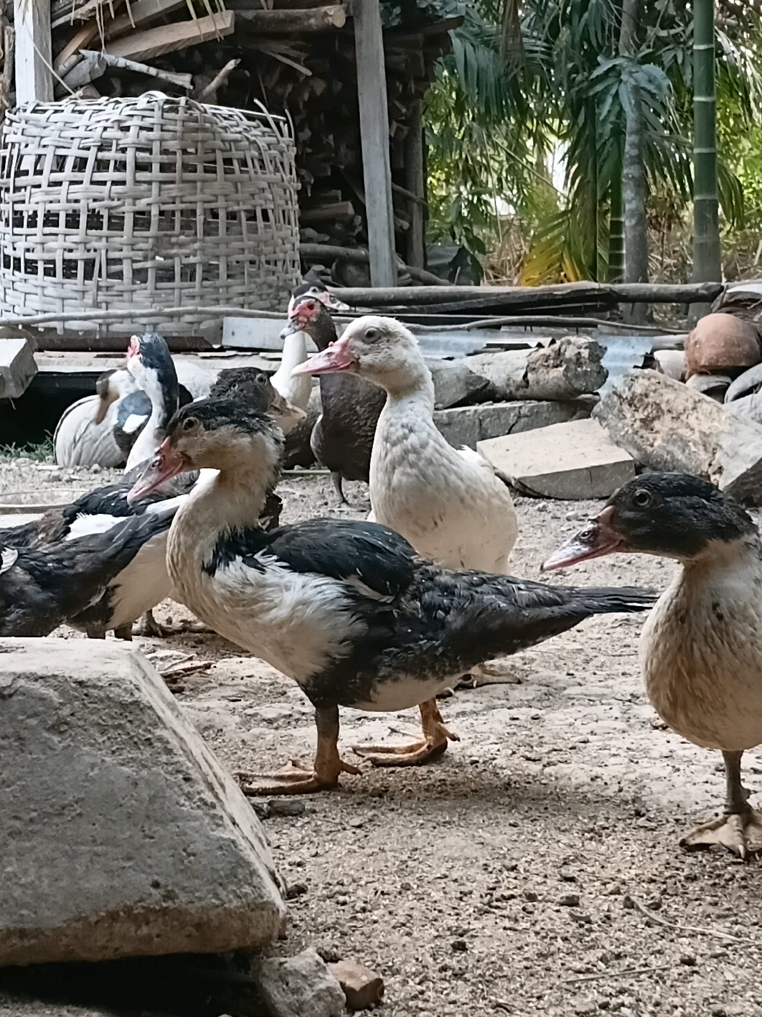 In Margo Rukun, Indonesia, several Muscovy ducks are gathered on a dirt ground, with a woven basket and stacked firewood visible in the background. The ducks exhibit varied plumage, with some predominantly white and others a mix of black and white. One duck in the foreground is a black and white male with prominent caruncles around its eyes and beak. To its right, a light brown duck stands. Behind them, a white duck and other ducks with dark and white feathers are present. The environment suggests a rural or semi-rural setting, possibly a farm or backyard, with tropical foliage and a rustic structure in the distance.