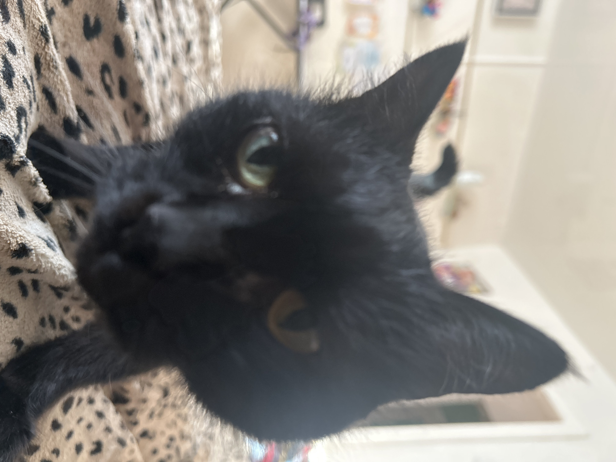 A black cat is pictured close-up, lying on a leopard-print blanket. The cat's face is the primary focus, with its ears, eyes, and part of its snout visible. The background is blurred and appears to be an indoor setting, possibly a room with light-colored walls and some framed pictures. There is no information in the image to suggest a specific location in the city of Фоки, Russia.