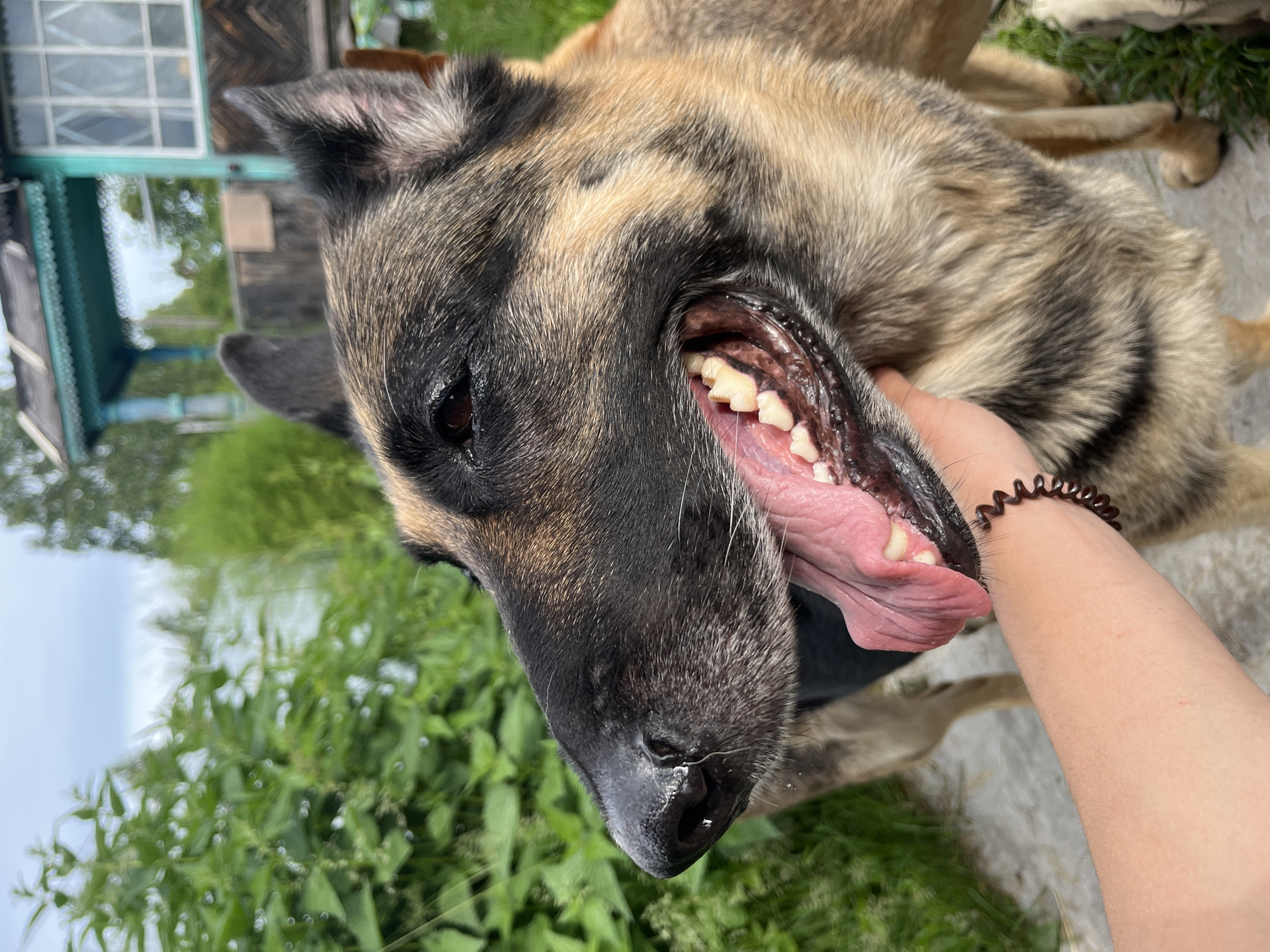 This is a close-up, eye-level, outdoor medium shot of a German Shepherd dog in what appears to be a rural setting, possibly the outskirts of Nizhny Tagil, Russia. The dog is facing left, its mouth open, tongue out, and teeth visible. A human hand with a dark coiled bracelet is visible gently touching the dog's jawline. In the background, there is lush green vegetation, a wooden building with a blue-trimmed porch, and a cloudy sky. The focus is on the dog's head and the interaction with the human hand.