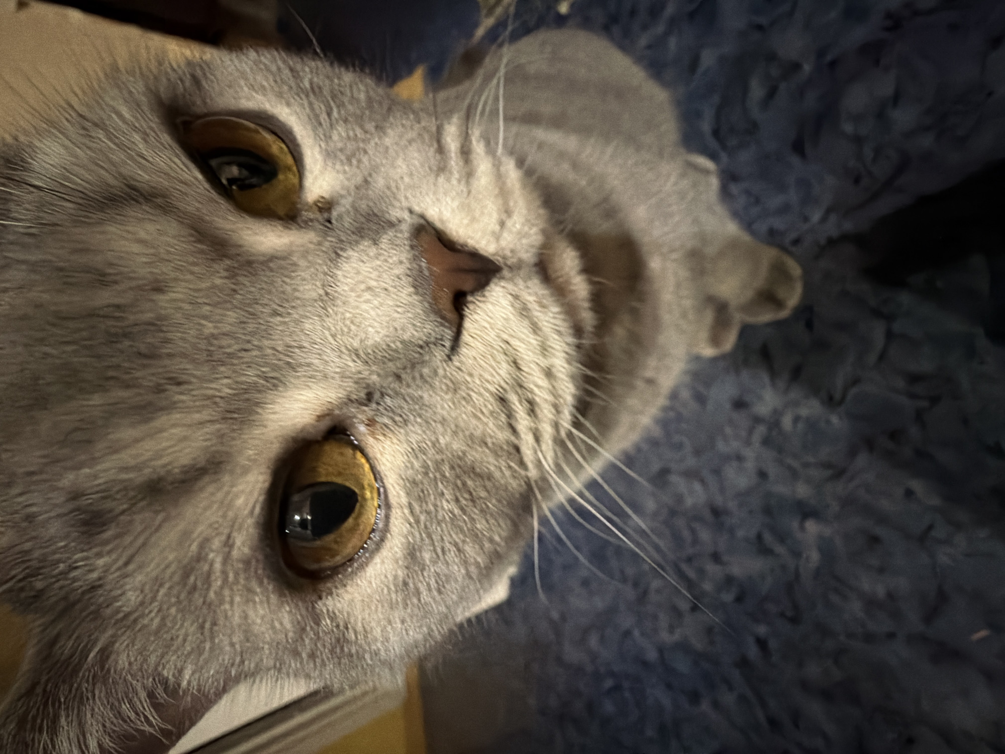 A close-up shot focuses on the face of a grey tabby cat. The cat has large, amber-colored eyes and a pink nose. It appears to be lying on a blue, textured surface, possibly a blanket. The background is blurred, suggesting a shallow depth of field. No specific information indicates a location in Perm, Russia.