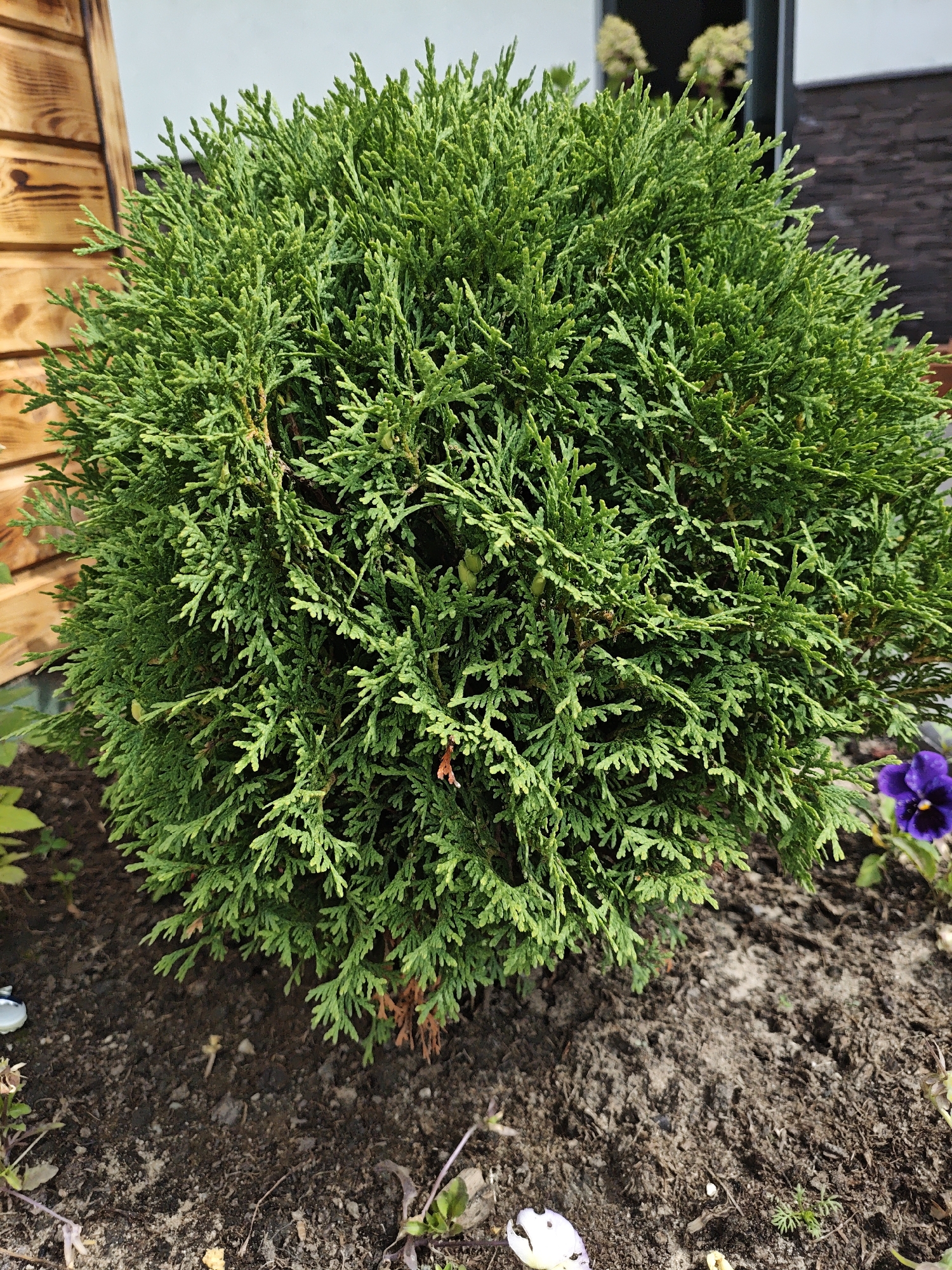 A close-up, eye-level shot captures a bright green, spherical evergreen shrub, likely a thuja, in the foreground. The shrub is dense and textured, with individual branches and needles clearly visible. Its base is planted in dark, rich soil, with a few dry, brown leaves and small green sprouts visible around it. To the left, a portion of a wooden structure with horizontal planks is partially visible, suggesting it may be a fence or part of a building. In the upper right background, a dark building with a tiled roof and windows can be seen, with two clusters of pale flowers blooming in planters or window boxes. To the far right of the frame, a single purple flower with yellow accents, likely a pansy, is in focus. The lighting indicates it is daytime, with the sun illuminating the shrub. The location is the city of Kirzhach, Russia.