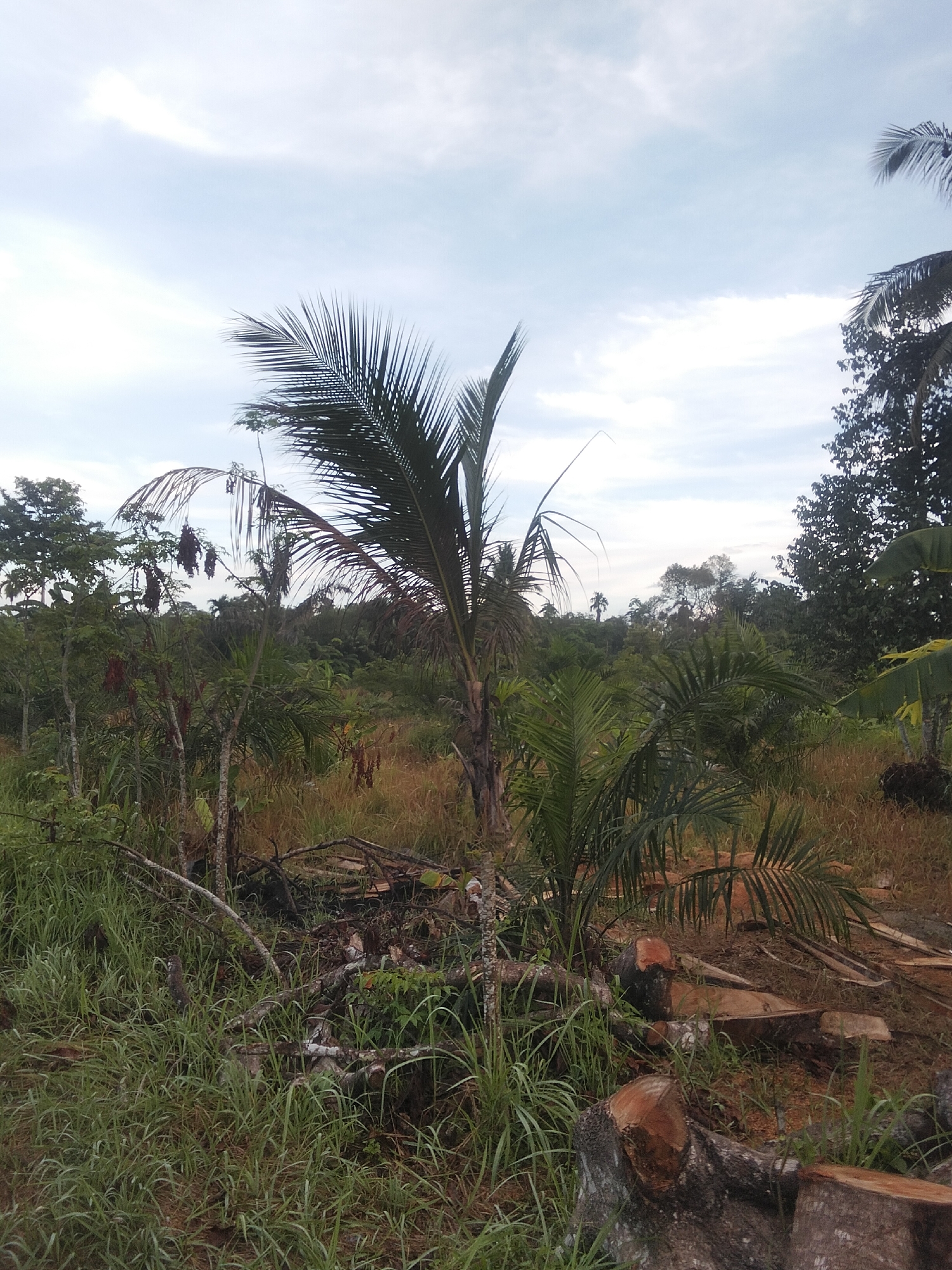 The image depicts a partially cleared area of dense vegetation, likely in a tropical or subtropical environment. In the foreground, several large tree stumps and fallen logs are visible, indicating recent logging activity. Tall, green grass and smaller plants grow around the cleared area. In the midground, a young palm tree stands prominently, with other smaller trees and bushes surrounding it. In the background, a dense forest stretches across the landscape, with a variety of trees and foliage under a cloudy sky. The overall scene suggests an area undergoing deforestation or land conversion.