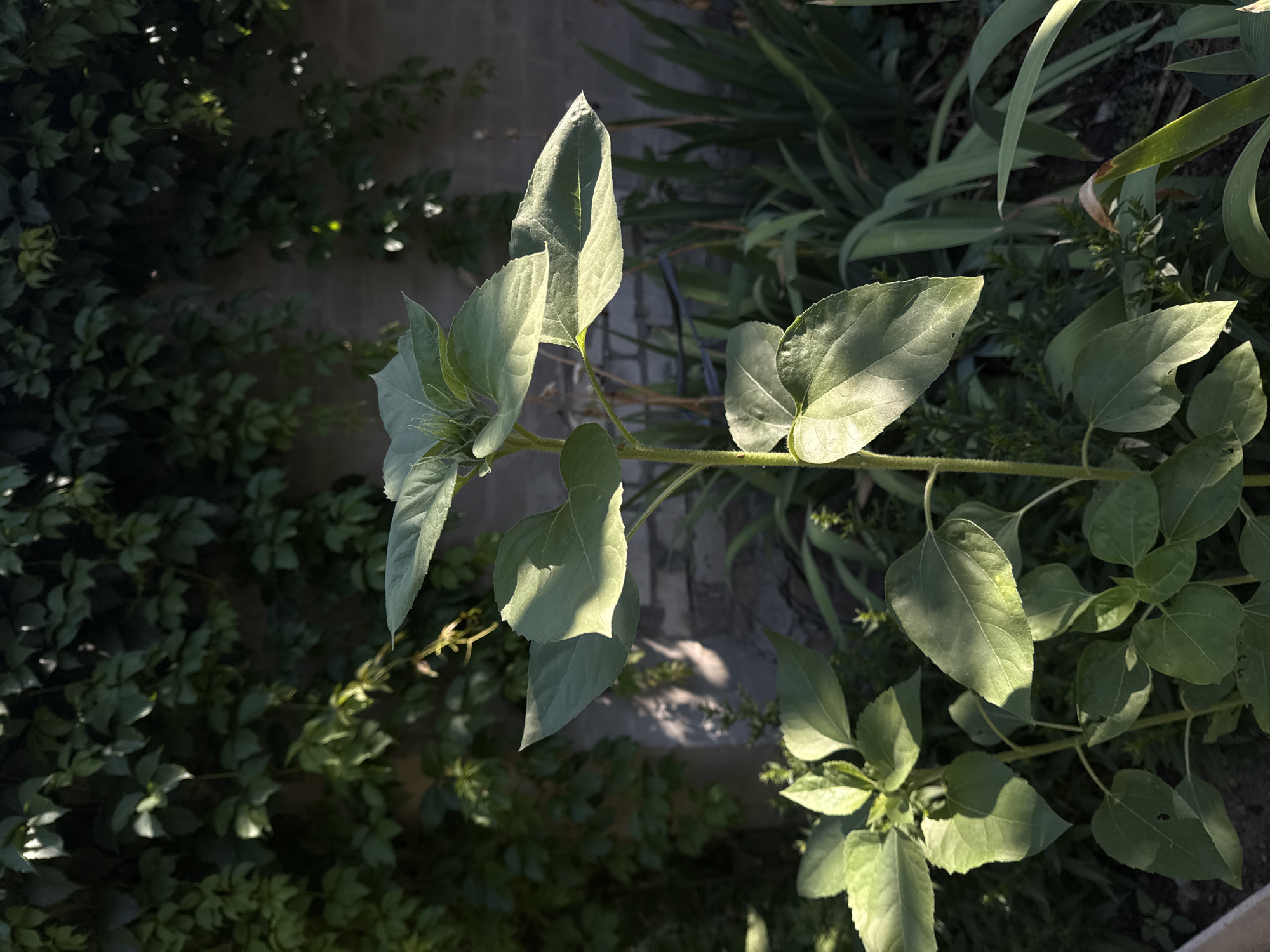 An outdoor, close-up, eye-level shot shows a young sunflower plant in a garden. The plant has large, heart-shaped green leaves and a thick stem that rises vertically. Sunlight illuminates the leaves from the right, creating highlights and shadows. In the background, a brick wall is covered with dense green ivy. Other plants, including some with long, blade-like leaves, are visible in the lower background. The scene is likely located in Odesa, Ukraine, given the context. No people are present in the image.