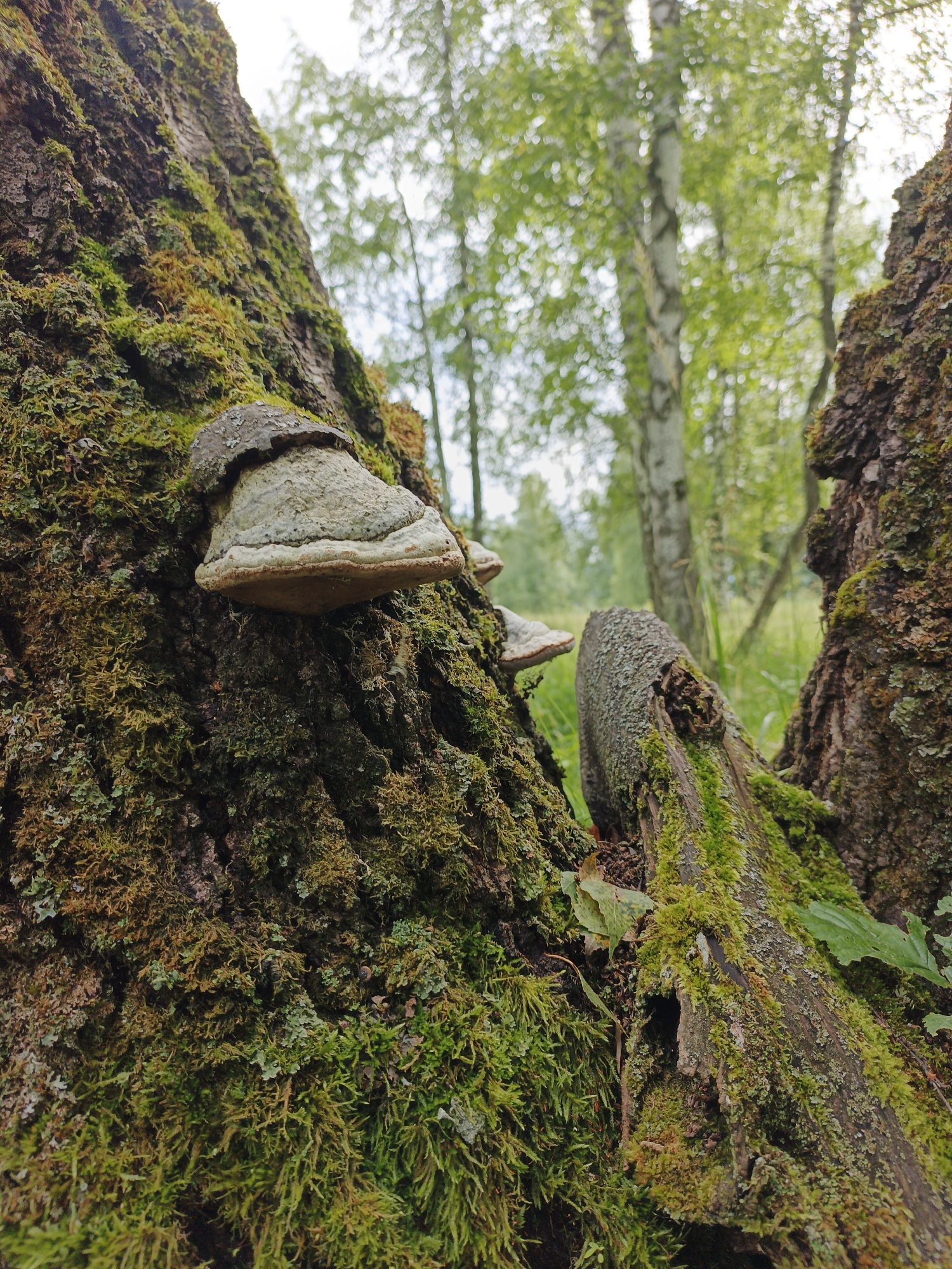 The image shows a close-up view of a moss-covered tree trunk in a forest. Two bracket fungi, commonly known as tinder conks, are attached to the trunk. One fungus is larger and more prominent, positioned on the left side of the frame. The other is smaller and partially visible behind the first. The tree bark is rough and textured, with vibrant green moss and some lichen growing on it. A fallen, moss-covered branch lies in the foreground, adding depth to the scene. In the background, out-of-focus birch trees with their distinctive white bark and green foliage suggest a daytime setting in a temperate forest. The overall impression is one of a natural, undisturbed woodland environment. The image is taken from a low angle, emphasizing the texture and scale of the tree and fungi. There is no visible text in the image.