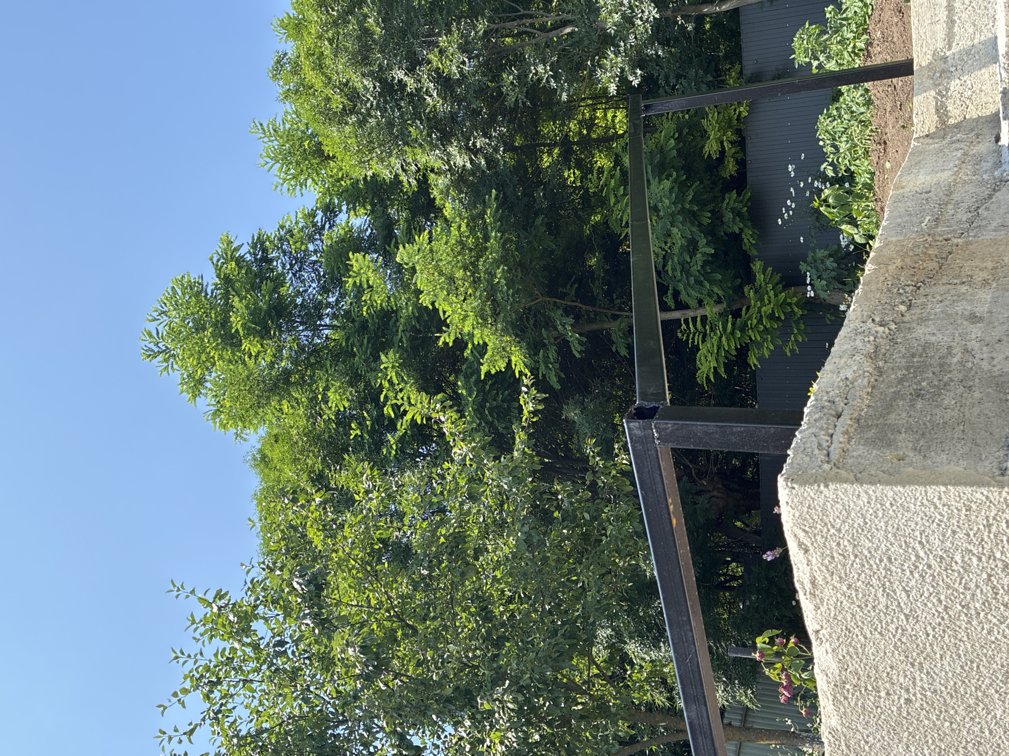 In Surami, Georgia, a sunlit outdoor scene unfolds, dominated by lush green foliage and a clear blue sky. In the foreground, a rough-textured, light-colored concrete structure, possibly a wall or foundation, occupies the lower portion of the frame. A black metal railing, with vertical supports, runs horizontally above the concrete. Beyond the railing, a garden area is visible, featuring dark soil, green plants, and small white flowers. A dark gray fence encloses the garden. Various trees, with dense green leaves, fill the background and extend to the top of the image, creating a canopy against the sky. The overall impression is one of a vibrant, verdant natural setting.