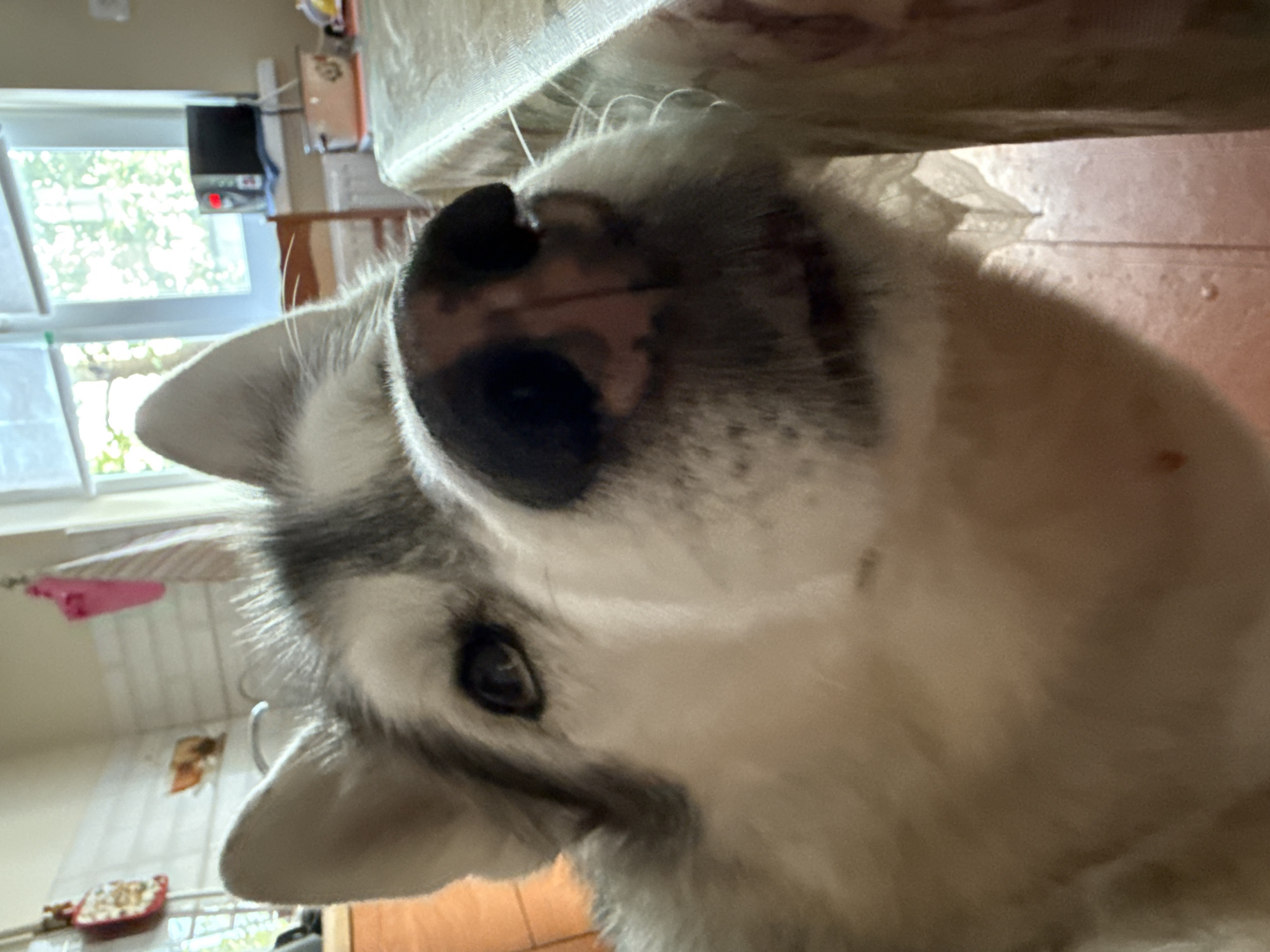 A close-up shot focuses on the head of a husky dog. The dog's nose is prominently featured in the foreground, with its dark nostrils and mottled pink and black skin. One of its dark eyes is visible, looking slightly to the left. The dog's fur is predominantly white with black markings on its head and ears. The background appears to be an indoor setting, possibly a kitchen, with a window in the upper right corner showing greenery outside. The lighting suggests it is daytime.