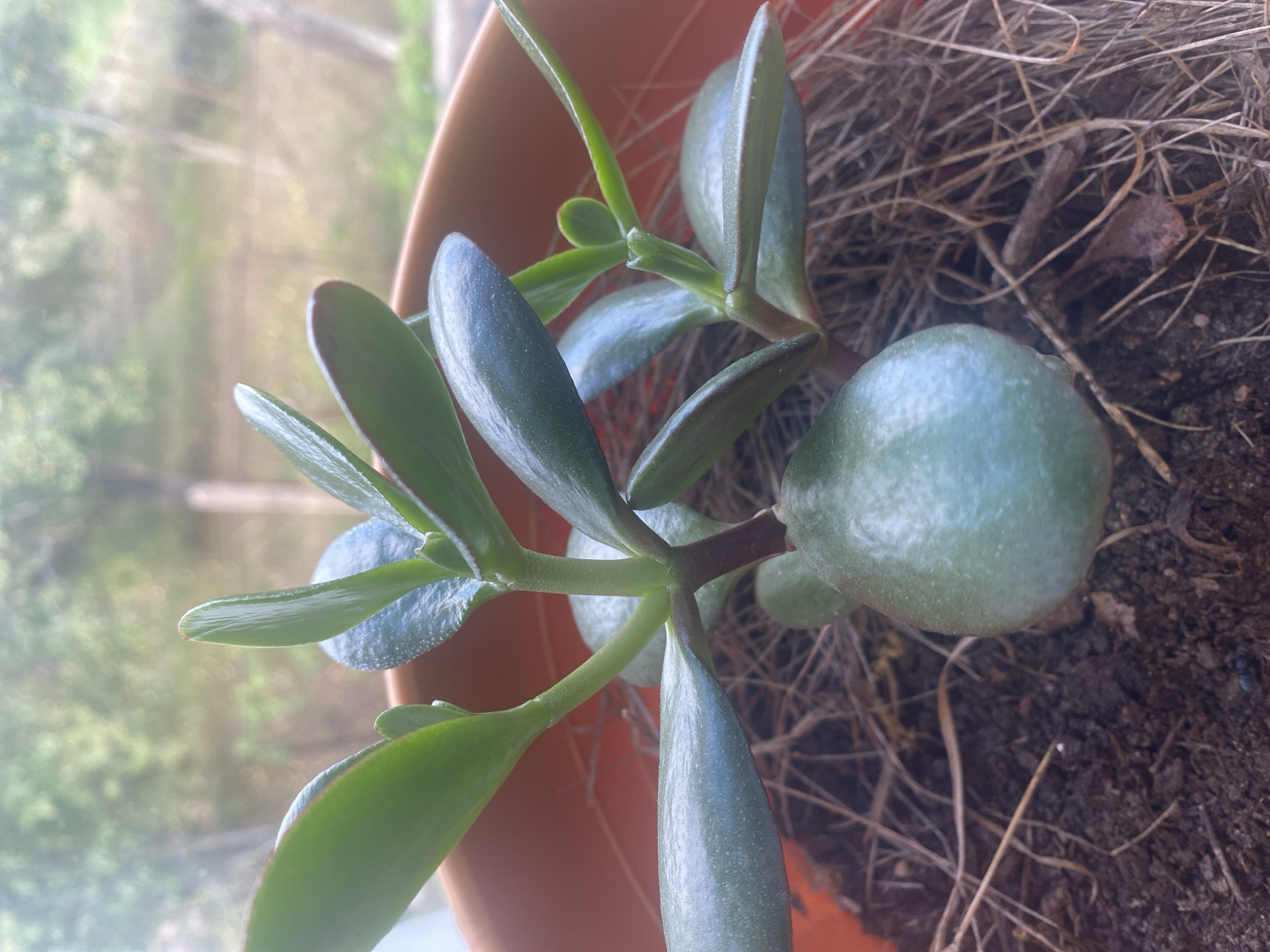 The image shows a close-up of a jade plant (Crassula ovata) in a terracotta pot. The plant has thick, green, ovate leaves and a stout stem. The pot is filled with dark soil and dried plant matter. In the background, out of focus, is a blurred view of trees and greenery, suggesting an outdoor setting. A small black ant is visible on the soil in the lower center of the image. The image's metadata does not indicate a location in Krupki, Belarus.