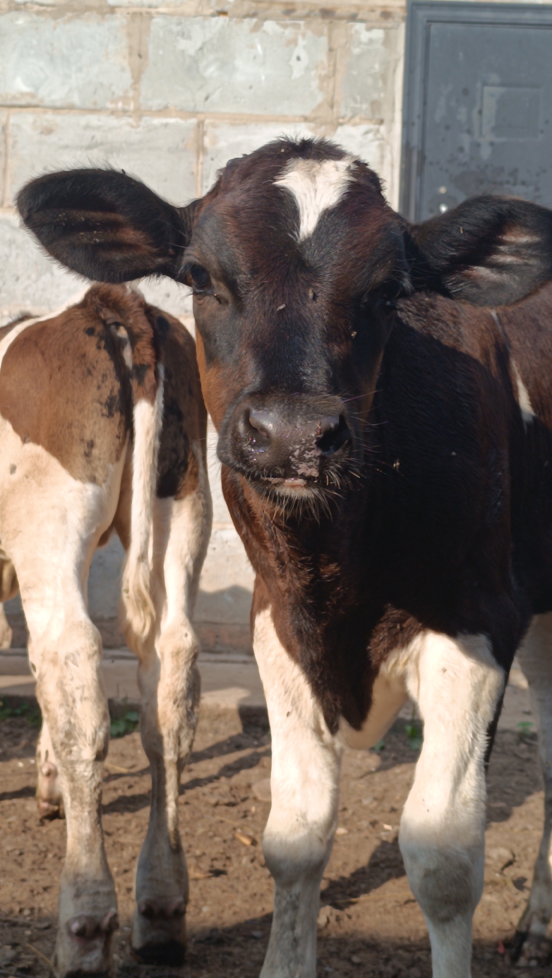 Two calves stand in a dirt pen in front of a light gray brick wall. The calf in the foreground is dark brown with white markings on its face and legs. It is facing the camera and appears to be looking slightly to the left. The calf in the background is mostly brown with white patches on its hindquarters and legs. It is facing away from the camera. The ground is covered in dirt and a few patches of dry grass. A dark gray door is visible on the right side of the image. There are no people or other animals in the image. The location is identified as Karsha, Russia.