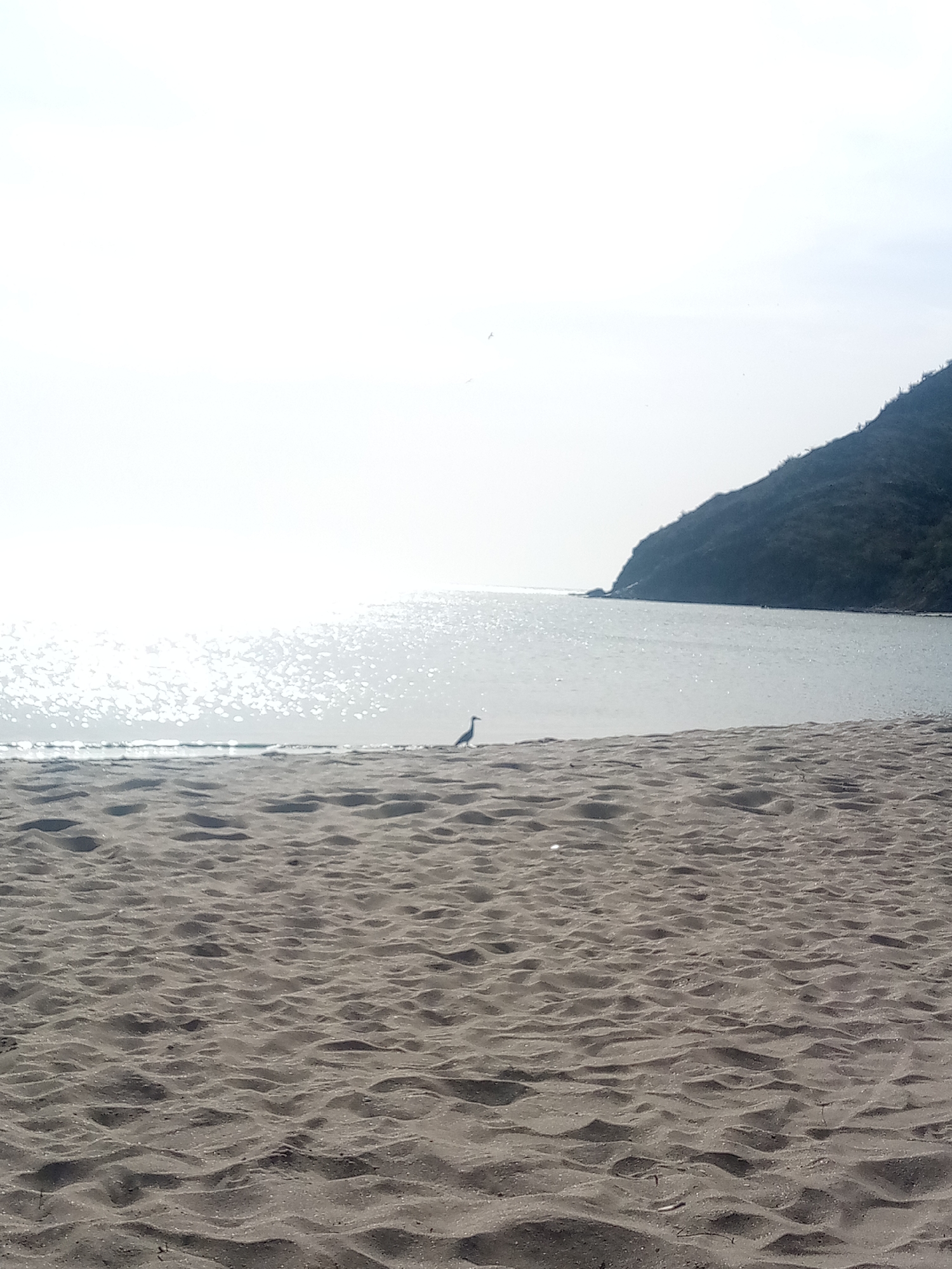 The image depicts a beach scene in Juan Griego, Venezuela. In the foreground, there is sand. In the middle ground, the sea reflects sunlight, and a single bird stands on the shoreline. In the background, a forested hill rises from the coastline. The sky is overcast.