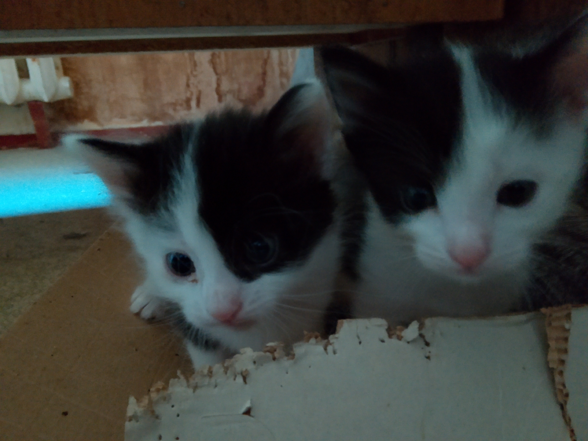 Two black and white kittens are peeking out from behind a torn cardboard box. The kitten on the left is looking towards the viewer with its eyes open and alert. The kitten on the right is also looking towards the viewer, slightly further back. The background is out of focus, appearing to be a wooden surface and a textured wall. There is a bright blue light source visible in the upper left corner of the image, possibly reflecting off of a surface. The scene suggests an indoor setting, possibly a home or a shelter, in Kovrov, Russia.