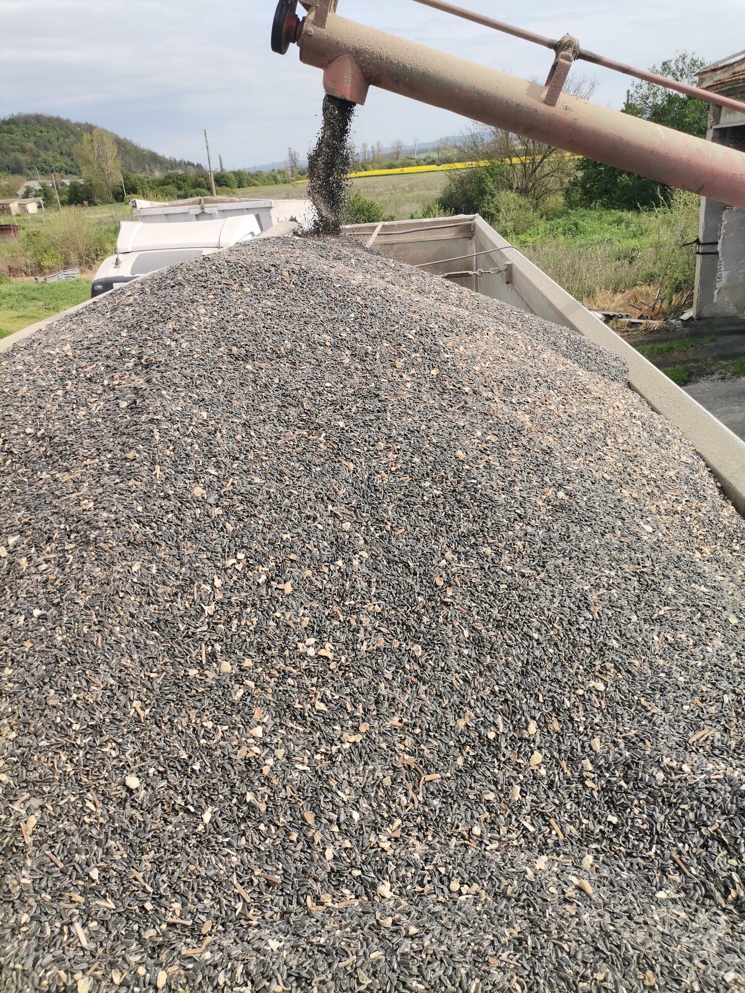 The image captures an agricultural scene in Kochovo, Bulgaria, depicting the loading of sunflower seeds. A large pile of black sunflower seeds fills the foreground, resting within the bed of a white truck, the sides of which are partially visible at the bottom and right of the frame. The seeds appear dark-shelled, mixed with some lighter debris or broken husks.
From the top right, a dusty, reddish-brown metal auger or grain conveyor tube extends over the truck, actively discharging a steady stream of more sunflower seeds onto the growing mound. This suggests an ongoing process of transferring seeds, likely from a storage facility to the truck for transport.
The background reveals a rural landscape under a bright, possibly overcast or partly cloudy sky. On the left, distant green hills rise, dotted with trees. The mid-ground features various green trees and bushes. To the right, a distinctive bright yellow field, possibly rapeseed or blooming sunflowers, stretches across the mid-distance. A weathered building structure is partially visible on the far right, near the base of the auger. The scene is set during the daytime, with clear lighting. No visible text is present in the image.