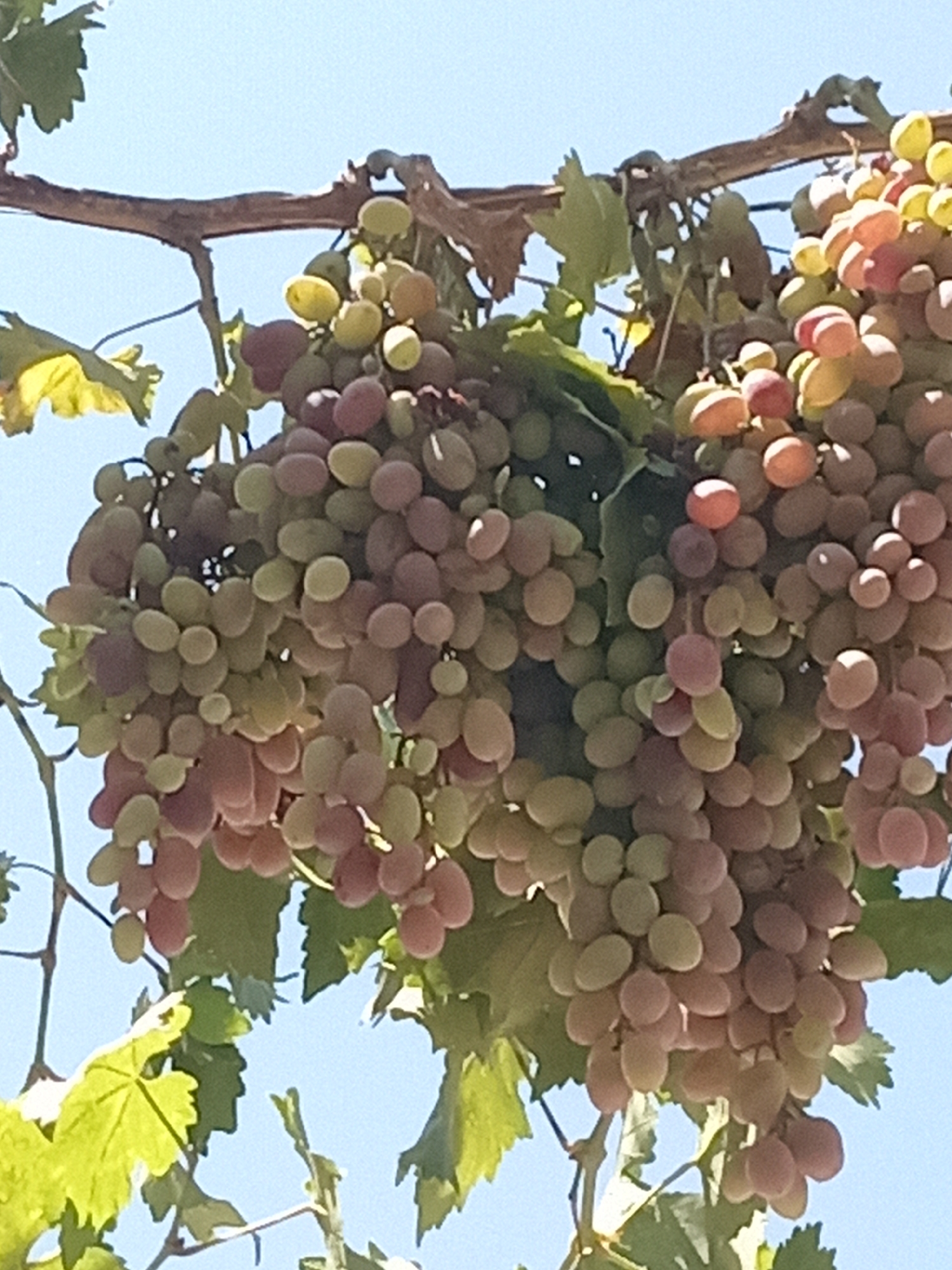 The image shows a close-up, vertical shot of several bunches of grapes hanging from a vine. The grapes are a mix of green and reddish-pink hues, with some appearing translucent due to the sunlight. They are clustered tightly together, with a few green leaves interspersed among them. The vine itself is brown and woody, with thinner tendrils visible. In the background, the sky is a clear, light blue. There are no people or animals visible in the image, nor any specific identifying landmarks of Ması, Kyrgyzstan. The scene is natural and agricultural.
