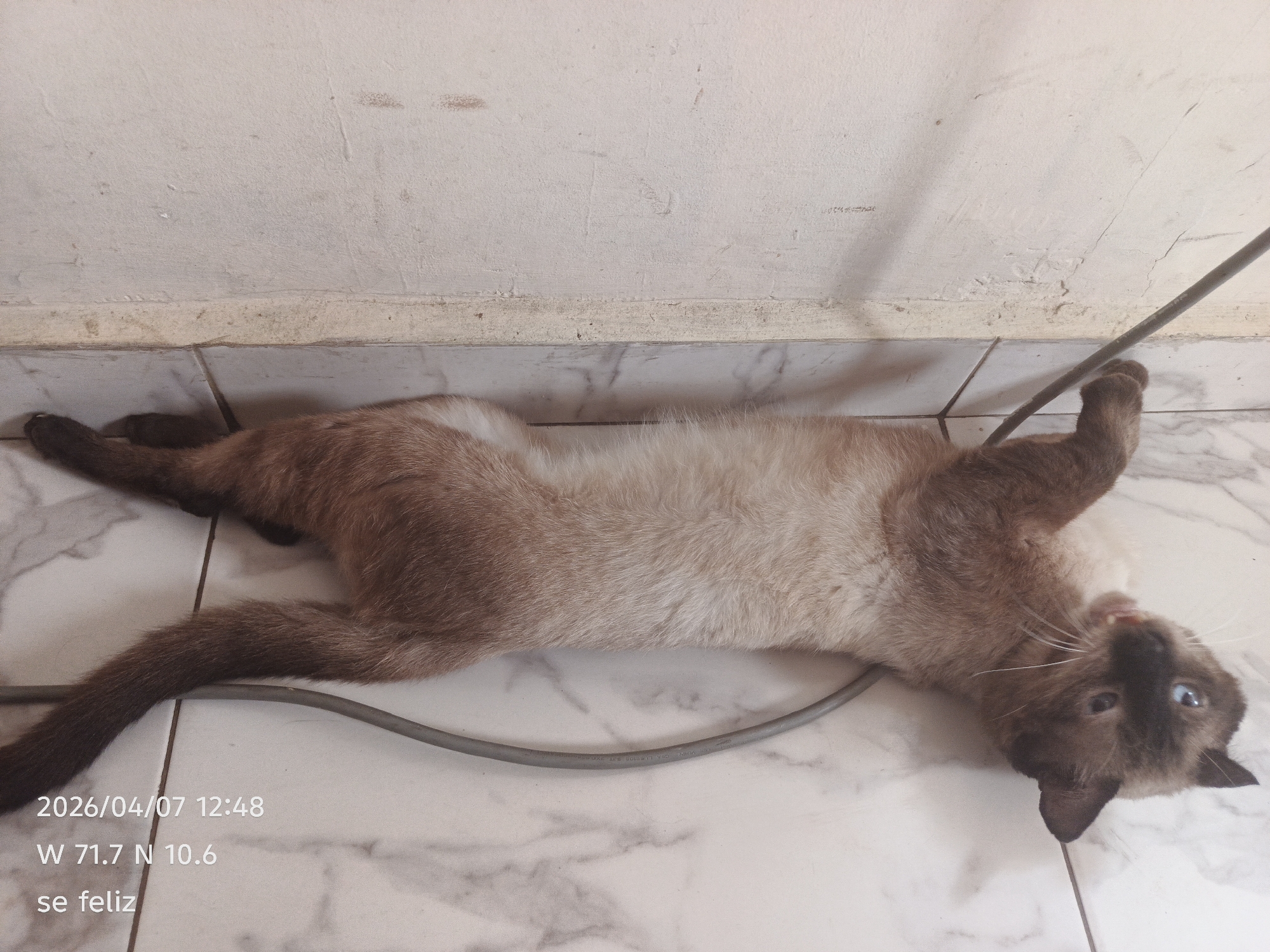 A tan and brown Siamese cat is lying on a marble-patterned floor with its paws up in the air. A gray cable is draped near the cat. The background includes a white wall. Text overlayed on the bottom left of the image includes the date "2026/04/07 12:48," geographic coordinates "W 71.7 N 10.6," and the phrase "se feliz." These coordinates approximate the location of San Francisco, Venezuela.