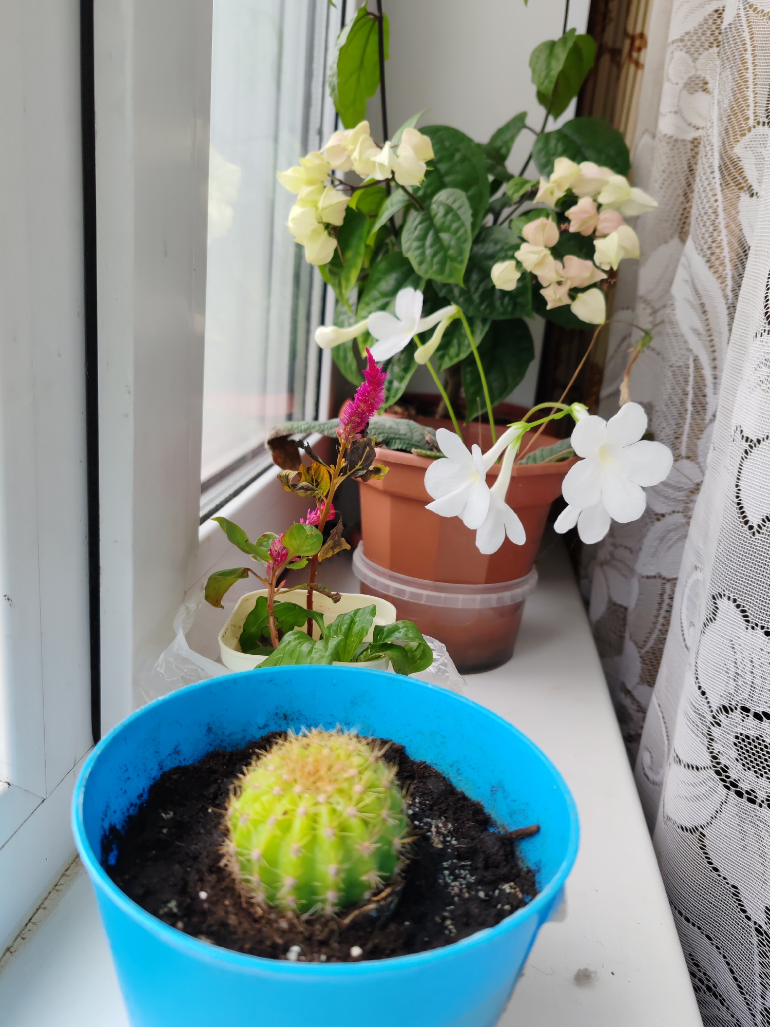 The image displays a vibrant collection of potted plants arranged on a white windowsill, capturing a serene indoor garden scene. In the immediate foreground, a small, spherical green cactus with noticeable light brown spines is prominently featured in a bright blue plastic pot containing dark soil.
Behind the cactus, slightly to the left, is a plant with distinctive tall, vibrant pink, feathery flower spikes, characteristic of a Celosia, housed in a light-colored pot. Some of this plant's lower leaves show signs of browning or discoloration. Adjacent to it, towards the right, a brown terracotta-like pot holds a plant bearing delicate white, bell-shaped flowers, likely Achimenes, with two blossoms gracefully extending towards the viewer.
Further in the background, a larger plant with lush green foliage and clusters of pale yellow or cream-colored, bell-shaped bracts, possibly a Clerodendrum species, is visible in another brown pot, resting on a clear plastic container.
The clean white windowsill serves as the base for the plant arrangement. A portion of a white window frame is visible on the far left, while an intricately patterned white lace curtain hangs on the right side, softly filtering the light. The scene is well-illuminated by natural daylight, indicating it is daytime. No people are present, and no specific activity is taking place. There is no visible text within the image. The overall atmosphere conveyed is one of peaceful domesticity and botanical appreciation.