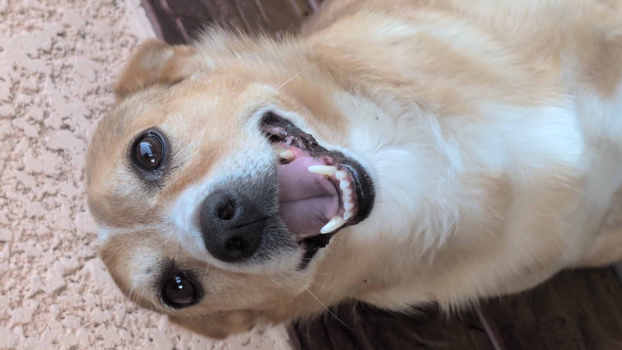 A close-up, overhead shot shows a tan dog lying on its back with its mouth open, panting. The dog has dark brown eyes and a black nose. Its teeth are visible, and its tongue is pink. The dog's fur is light tan with some white markings on its chest and around its snout. The background is out of focus, but appears to be a textured surface, possibly a wall or ground, with some darker, slatted elements suggesting a fence or deck. The lighting suggests it is daytime, possibly outdoors. The dog appears happy or playful.