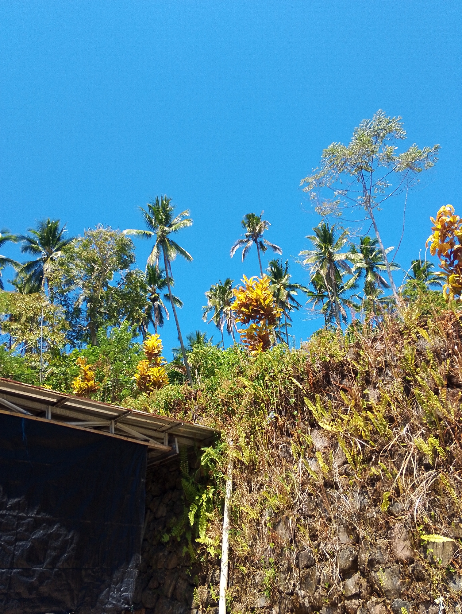 In Tomohon, Indonesia, a bright blue sky serves as the backdrop for a lush, overgrown hillside. The hillside is covered in dense vegetation, including palm trees, ferns, and other tropical plants. The plants are vibrant green, yellow, and brown, indicating a mix of healthy growth and drier, more mature foliage. The hillside appears to be a natural formation, possibly a slope or embankment, with exposed rocks and soil visible beneath the vegetation.
In the foreground, a portion of a structure with a metal roof and a black tarp is visible. The structure appears to be under construction or partially covered for protection. The tarp is draped over what seems to be a wall or support, creating a dark, shadowed area. The overall impression is one of a tropical environment with evidence of human presence in the form of the partially constructed or covered structure. The natural elements are dominant, with the vegetation creating a wild and untamed appearance. The scene is brightly lit, suggesting a sunny day with clear weather conditions.