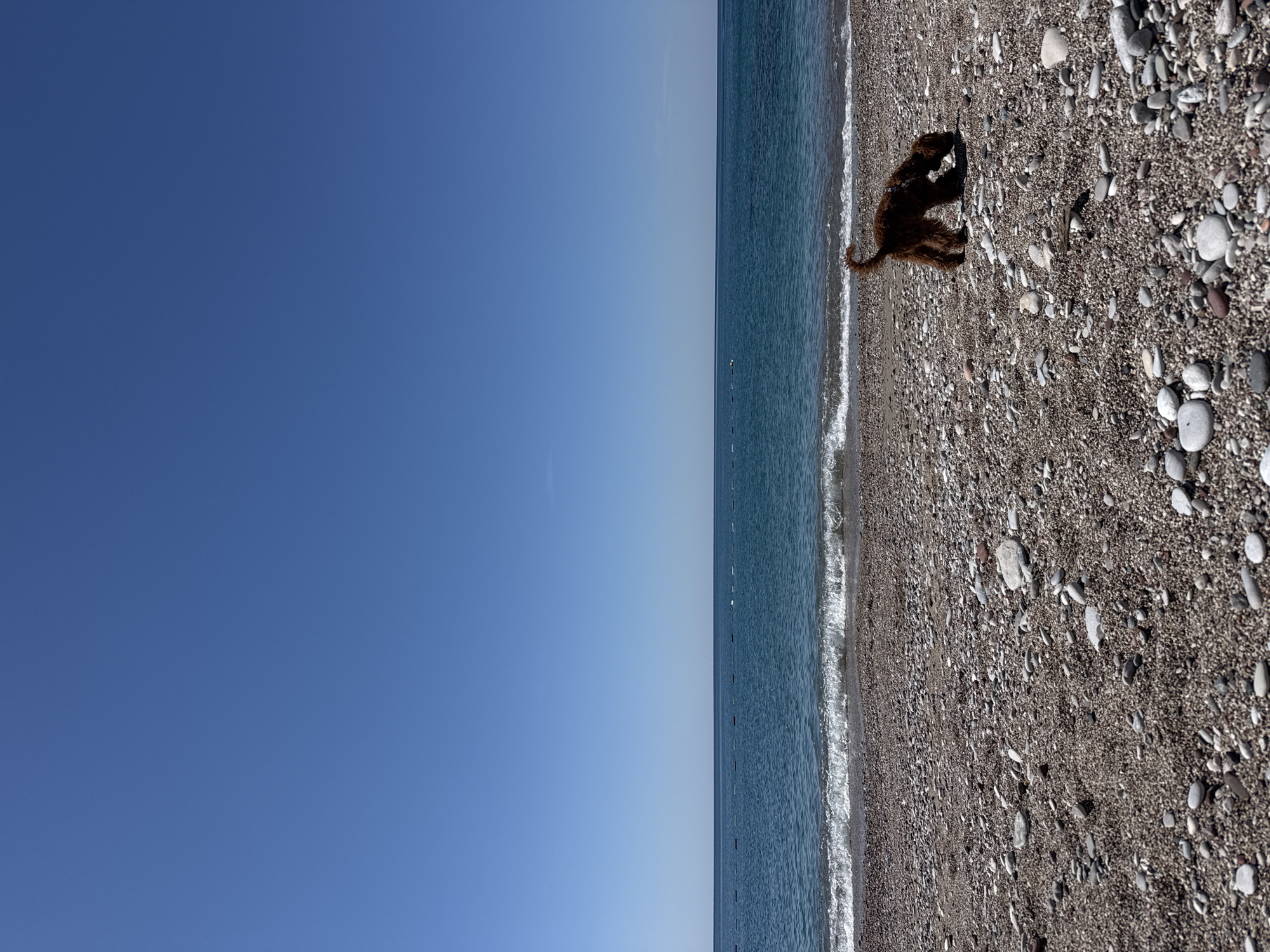 The image presents a serene coastal landscape under a clear blue sky. The horizon line neatly divides the scene into distinct sections. The top portion features a vast, cloudless blue sky, indicative of bright, sunny weather. Below the sky, the calm, deep blue sea stretches horizontally, with gentle white-capped waves lapping at the shore. A series of small buoys, possibly marking a swimming area or boundary, are visible in the distance on the water.
The bottom section of the image is a pebble beach, densely covered with numerous grey, brown, and white stones of various sizes. On the right side of this pebbly shore, a dark brown, shaggy-haired dog is seen. The dog is positioned with its head down, appearing to sniff or investigate a darker object or patch on the ground. The overall impression is one of a peaceful, sunlit day at the beach, consistent with a coastal location like Zankovići, Montenegro. No visible text is present in the media.