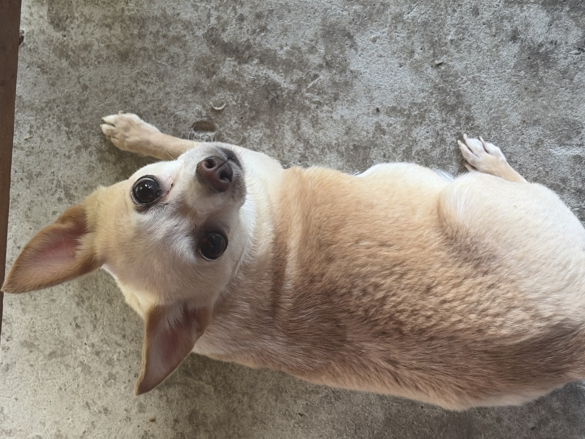 A light brown Chihuahua dog is lying on a concrete surface. The dog is facing the viewer with its head tilted slightly to the left. Its eyes are large and dark, and its ears are pointed upwards. The dog's body is mostly visible, with its front paws tucked underneath its chest and one hind leg extended to the right. The concrete surface appears to be outdoors, possibly in a courtyard or patio area. The lighting suggests it is daytime, with a slight shadow on the left side of the dog. The image is taken from a slightly elevated angle, looking down at the dog. There is no indication of the location in Baurene, Bulgaria, or any other specific details about the environment beyond the concrete surface.