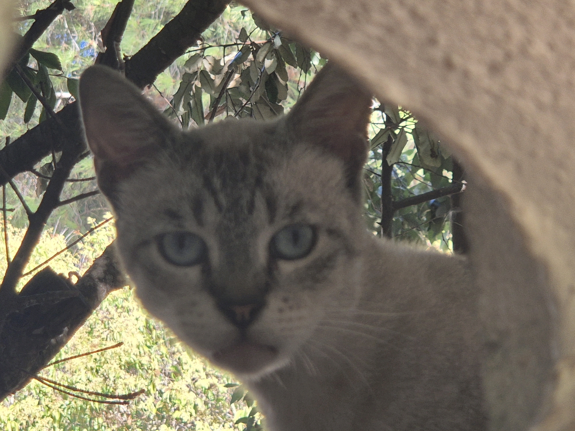 A light-colored cat with blue eyes peeks through branches in an outdoor environment. The cat's face is partially obscured by a light brown, textured surface in the foreground. The background consists of green foliage and tree branches, suggesting a natural or park-like setting. No people are present in the image. The specific location in Leporano, Italy, is not discernible from the visual information provided.