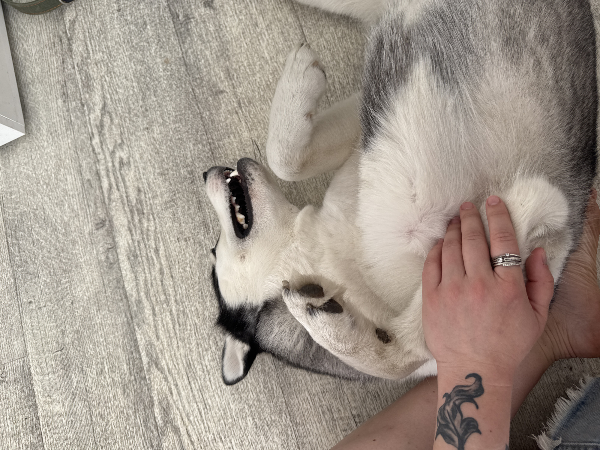 A husky dog with white and gray fur is lying on its back on a light gray wooden floor. The dog is being petted on its stomach by a person with a hand wearing rings and a tattoo on their wrist. The dog's mouth is open, revealing its teeth. The location is Unknown, Unknown.