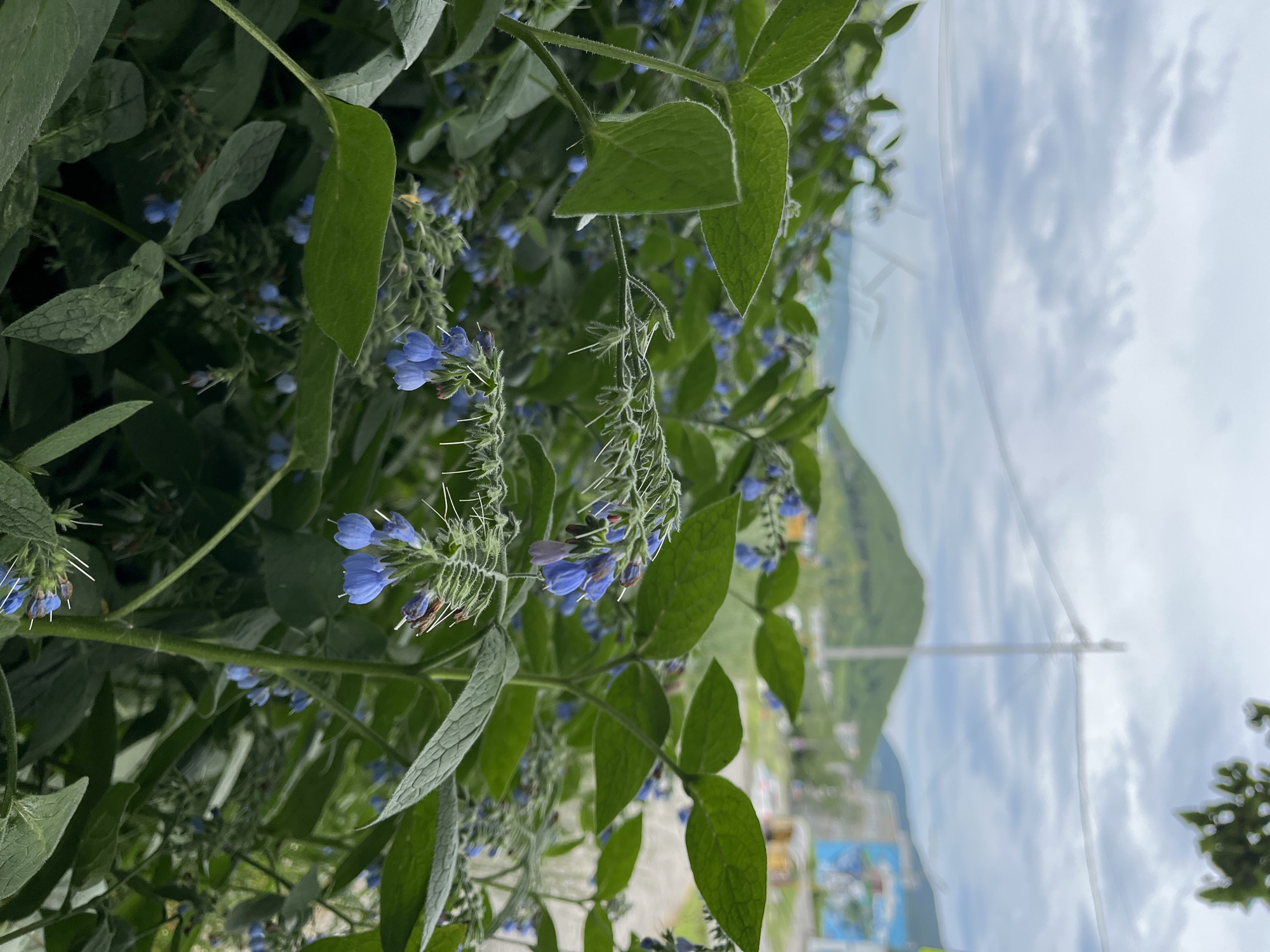This is a medium shot of wild comfrey flowers blooming in a natural setting. The flowers are small and bell-shaped, with a vibrant blue color, and are clustered on tall, green stems. The leaves are large, rough, and hairy. The background is blurred, showing a landscape with rolling green hills and a cloudy sky. In the distance, a utility pole and wires are visible, along with buildings and a sign that appears to be in Russian. The overall impression is one of a natural, undeveloped area on the outskirts of a settlement. The presence of the utility pole and buildings suggests an urban or suburban environment, likely in or near Petropavlovsk-Kamchatsky, Russia, given the landscape and the potential for Russian signage. There are no people or animals visible in the image.