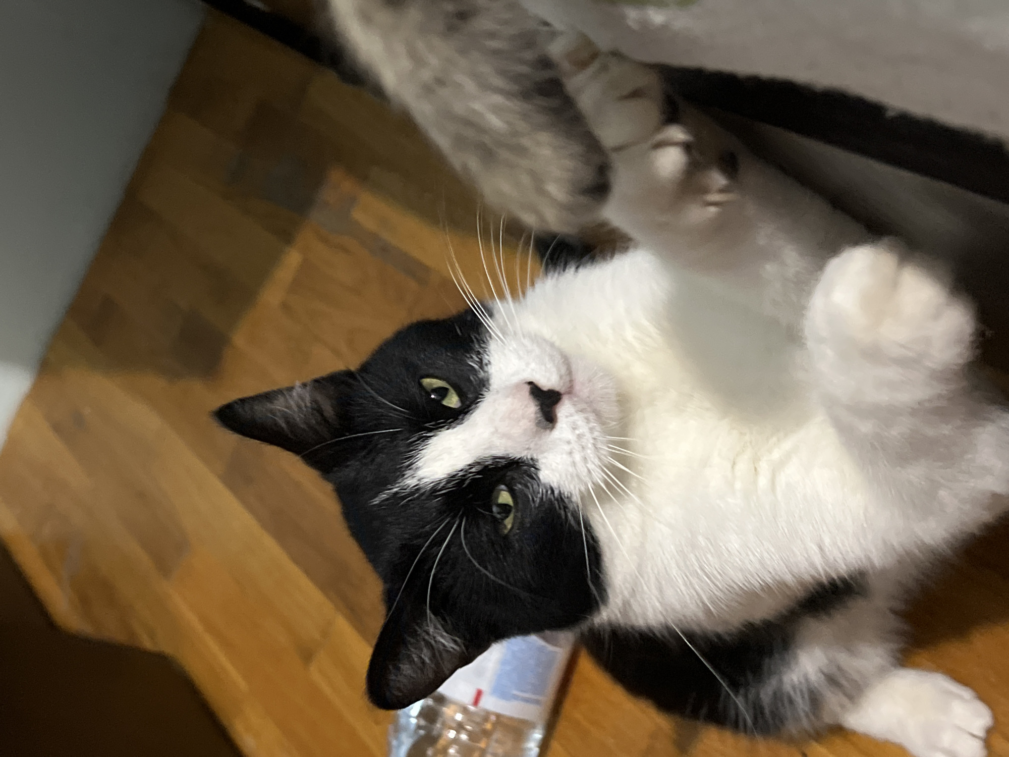 A black and white cat with green eyes is lying on a wooden floor. The cat is looking at the camera with its paws extended. To the left of the cat is a clear plastic bottle with a label. The background is a wooden floor with some blurry shadows. There is no visible indication of Smolenskaya, Russia in this image.