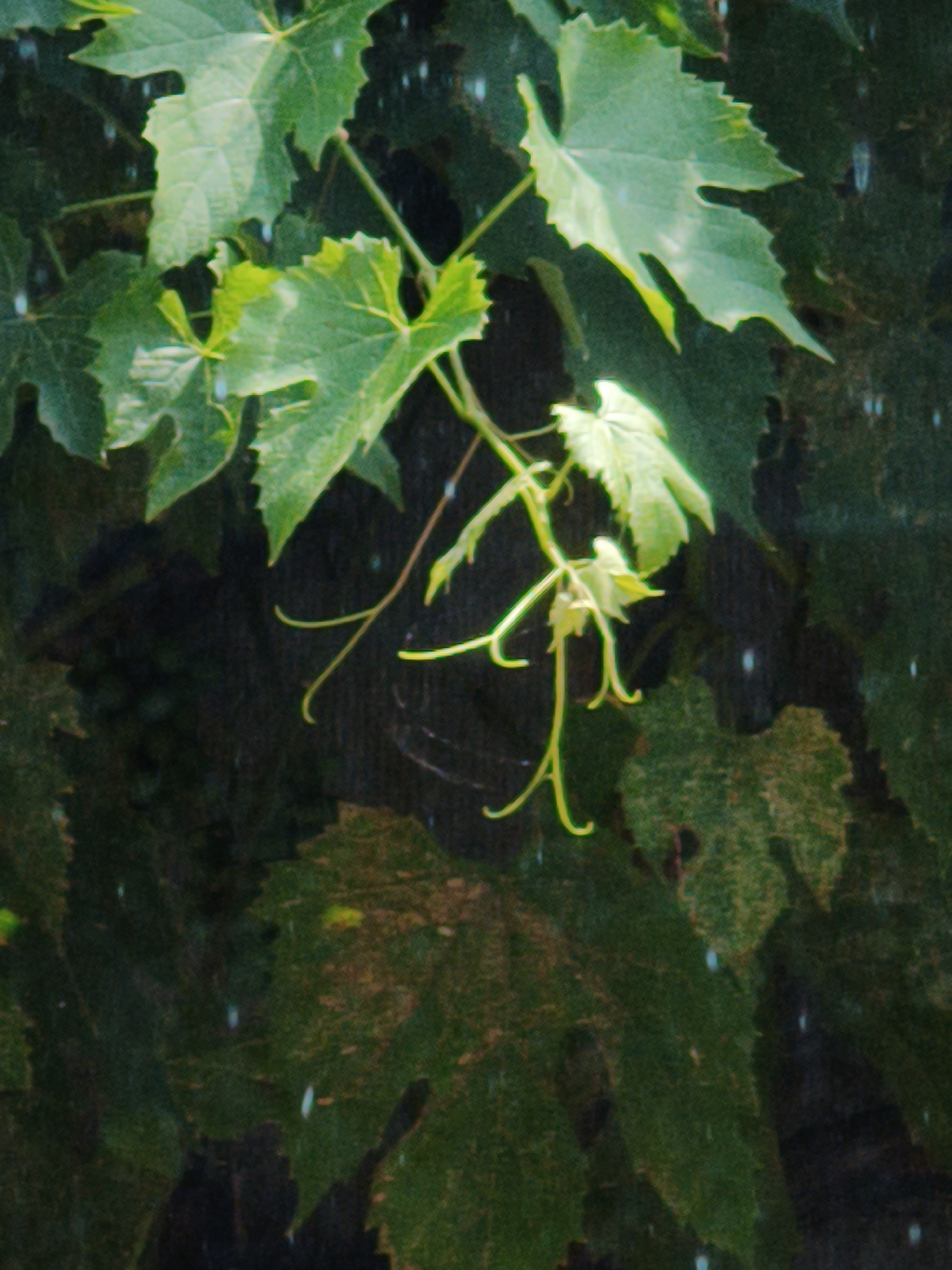 The image displays a close-up, shallow depth of field view of green grape leaves and tendrils, likely taken in Steblivka, Ukraine. The leaves are lush and vibrant, with some showing serrated edges. Tendrils, which are thin, coiling structures used for support, are also visible, extending outwards and curling. The background is dark and out of focus, suggesting a shaded or densely vegetated environment. Small, bright white specks are scattered throughout the image, which could be water droplets, dust, or light reflections. There are no people or animals depicted in the scene. The overall impression is one of natural growth and the subtle details of plant life.