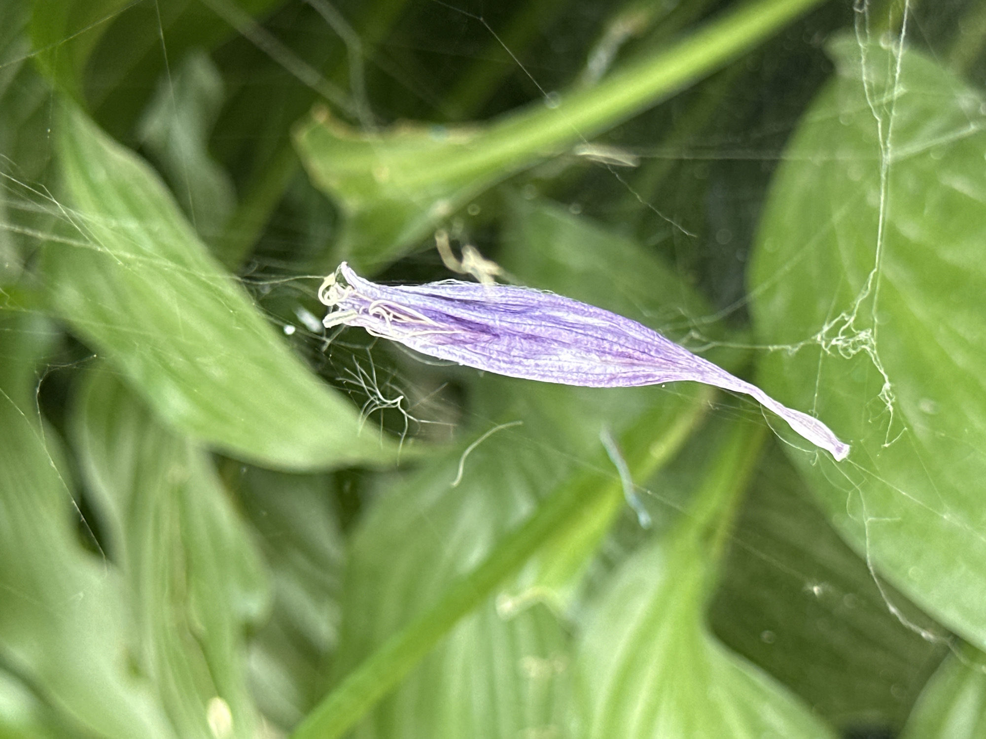 The image is a close-up, low-angle shot of a dried, purple flower petal entangled in spiderwebs. The petal is elongated and tapering to a point, with visible veins and a delicate, almost translucent texture. It hangs suspended, caught by numerous thin, white strands of spider silk that crisscross the frame. The background is a soft, blurred tapestry of lush green leaves, suggesting an outdoor setting, likely a garden or a natural area. There are no people, animals, or any other objects visible. The lighting is diffused, creating a soft focus throughout the image. The scene is static and peaceful, with the focus solely on the fragile beauty of the withered petal caught in the intricate web. The image does not contain any specific landmarks or identifiable features that would indicate its location in Yessentuki, Russia.