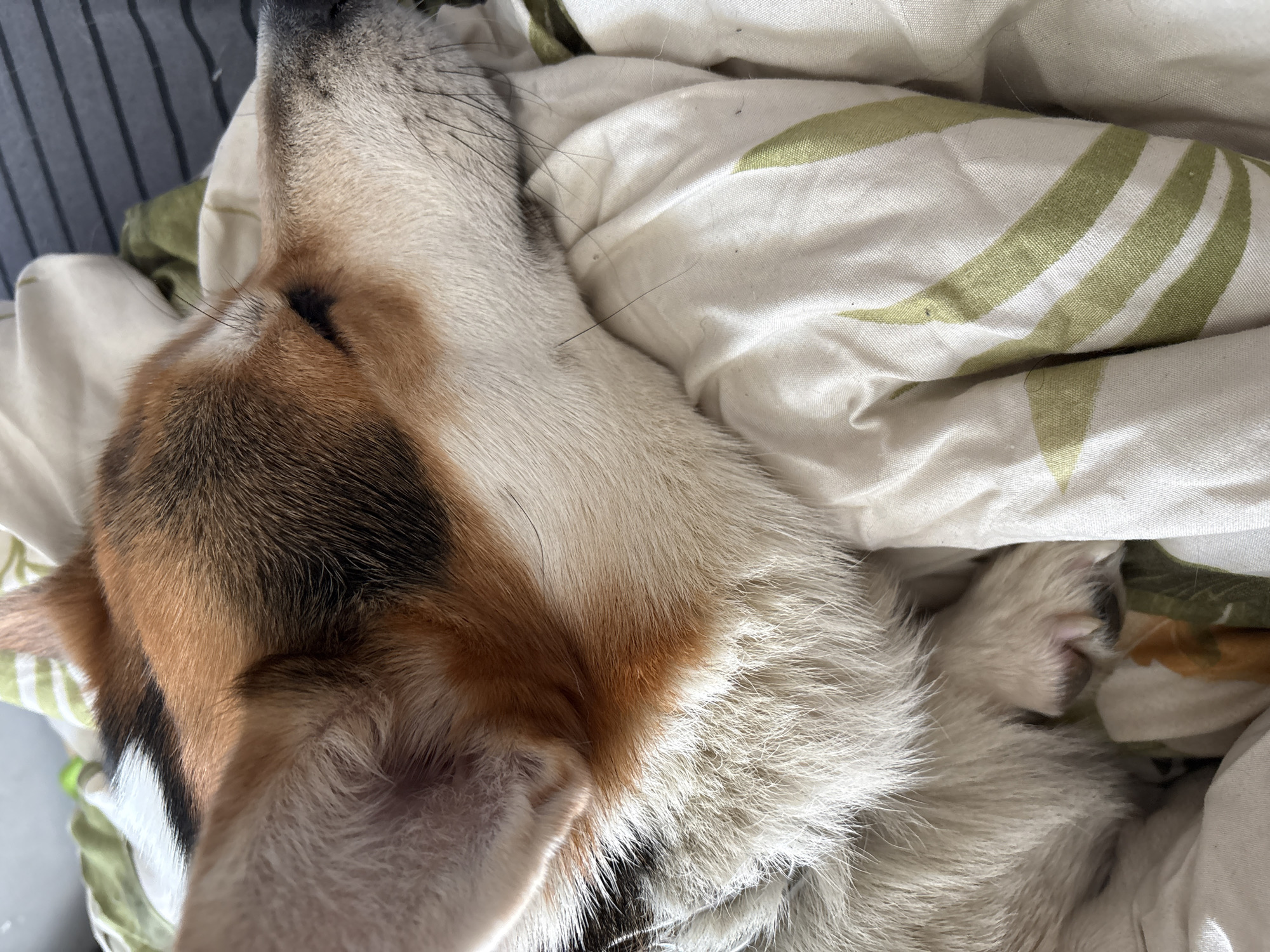 A close-up shot depicts a sleeping dog, likely a corgi or similar breed, nestled amongst white and light green patterned bedding. The dog's head is visible, showcasing its fur patterns of white, tan, and black. A paw is also visible amidst the bedding. There is no indication of the location being Izhevsk, Russia, or any other specific city. The scene depicts a restful, domestic setting.