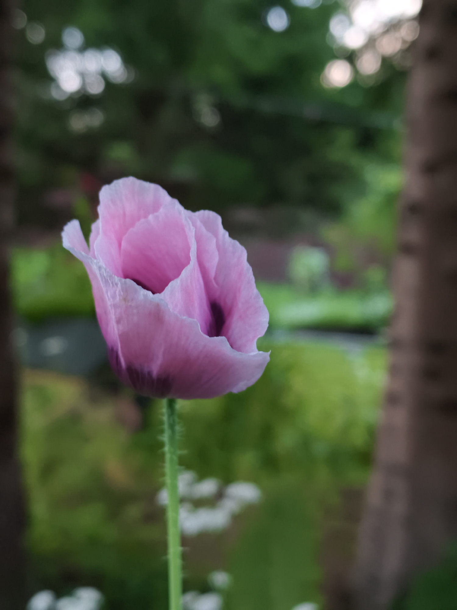 A close-up, shallow depth of field photograph captures a pale pink poppy flower in the foreground, its delicate petals unfurling. The poppy has a dark purple center and a bristly green stem. The background is a soft blur of green foliage and dappled light, suggesting an outdoor setting. To the right of the poppy, a portion of a tree trunk is visible. The scene is likely situated in Angarskie Khutora, Russia, given the context, but this is not visually ascertainable from the image itself. There are no people or overt human activity depicted.