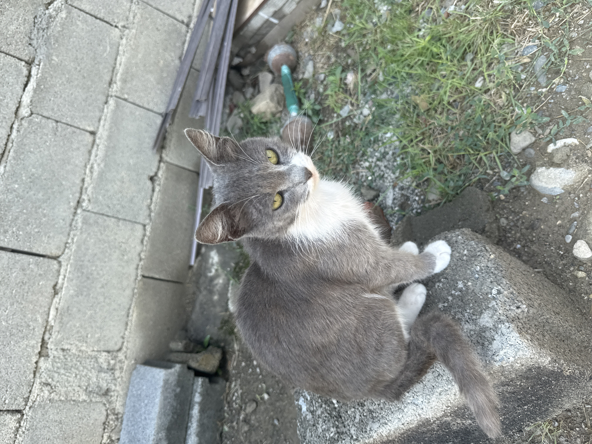 A grey and white domestic cat is sitting on a concrete block. The cat has yellow eyes and white paws. The background consists of a grey cinder block wall and dry grass. The scene appears to be an outdoor area, potentially in Tbilisi, Georgia, given the architectural style of the wall. There are no people or other animals visible.