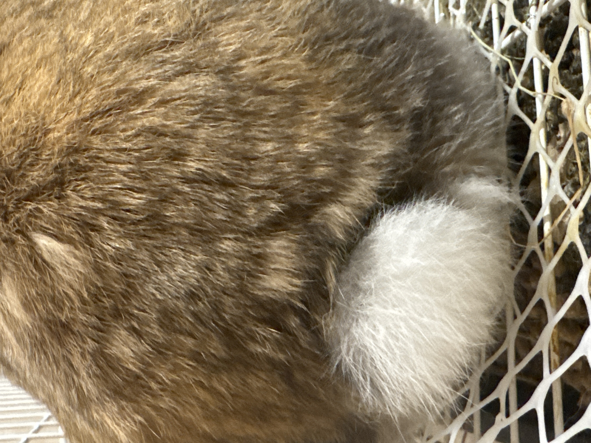 A close-up, high-angle view captures the hindquarters and fluffy white tail of a rabbit, possibly located in Izhevsk, Russia. The rabbit's body is covered in dense, soft fur, presenting a mottled pattern of brown, tan, and subtle darker shades, suggesting an agouti or similar coloration. Individual hairs are clearly visible, creating texture across its back and haunches. The tail is a distinct, spherical pom-pom of bright white fur, contrasting sharply with the body's coloration.
The rabbit appears to be resting or sitting, its posture indicating a calm state. To the right of the rabbit, an irregular white mesh structure is visible, likely part of an enclosure, cage, or fence. Through the gaps in the mesh, darker ground material, possibly dirt or dry vegetation, can be seen. The lighting is bright and natural, highlighting the fur's texture and suggesting daytime. No specific activities or strong emotions are discernible from this view. There is no visible text in the image.