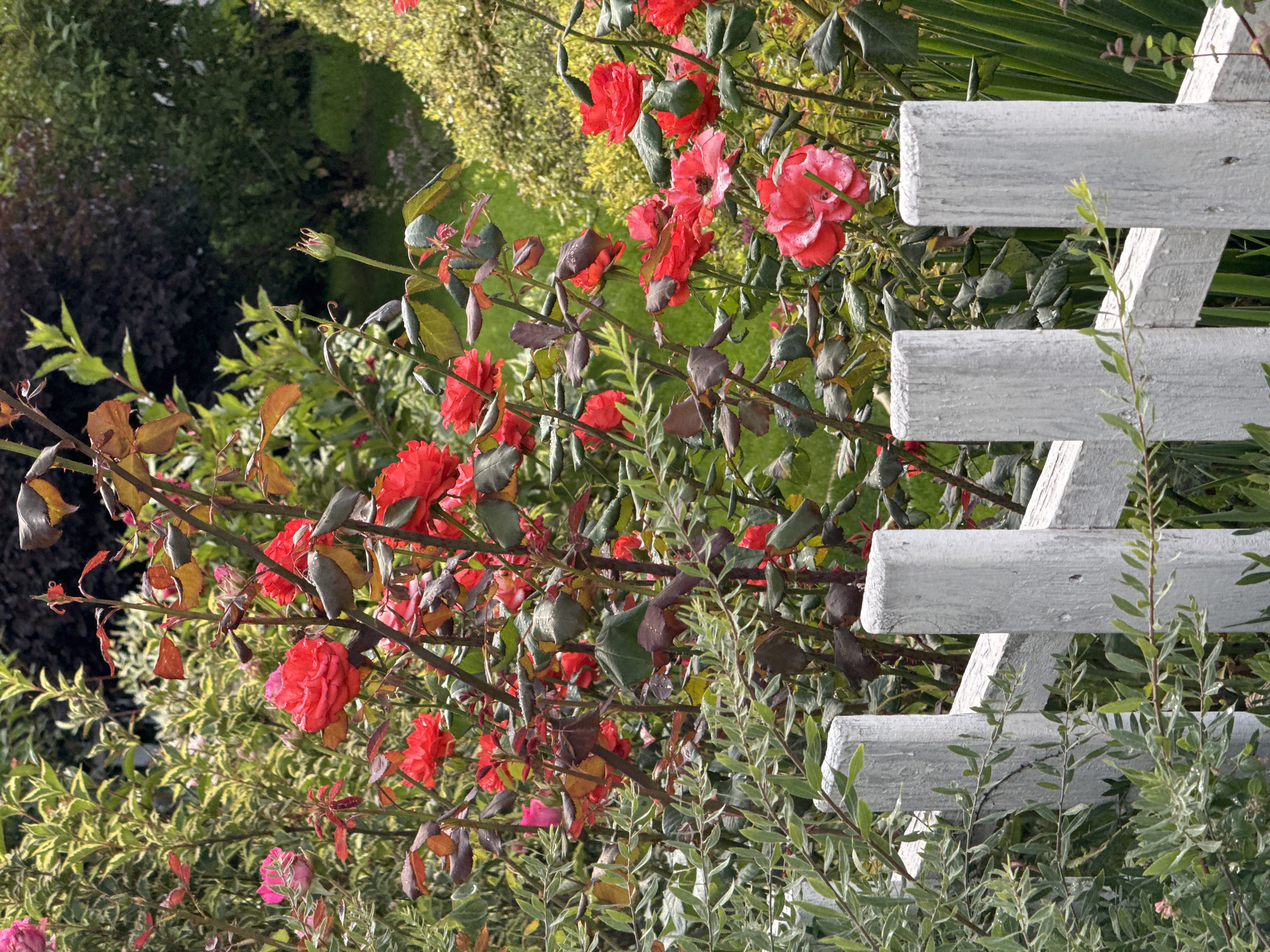 The image depicts a vibrant garden scene, dominated by lush green foliage and bright red roses. A white picket fence, weathered and rustic, runs across the foreground, partially obscuring the view of the flowers and plants behind it. The roses are in various stages of bloom, with some fully open and others still in bud. The leaves of the rose bushes are a mix of green and reddish-brown, suggesting a natural autumnal transition or perhaps the natural coloring of the plant. In the background, a dense, dark green bush or hedge provides a contrasting backdrop to the lighter greens and reds of the foreground. The lighting suggests it is daytime, with shadows indicating the sun is present. The overall impression is one of a well-maintained, picturesque garden. The location is specified as Sary-Oy, Kyrgyzstan.